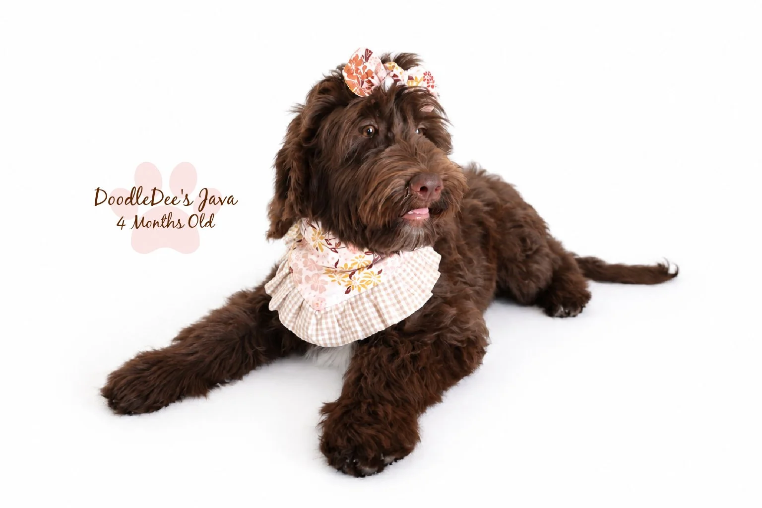 Medium English Goldendoodle |  22 Lbs