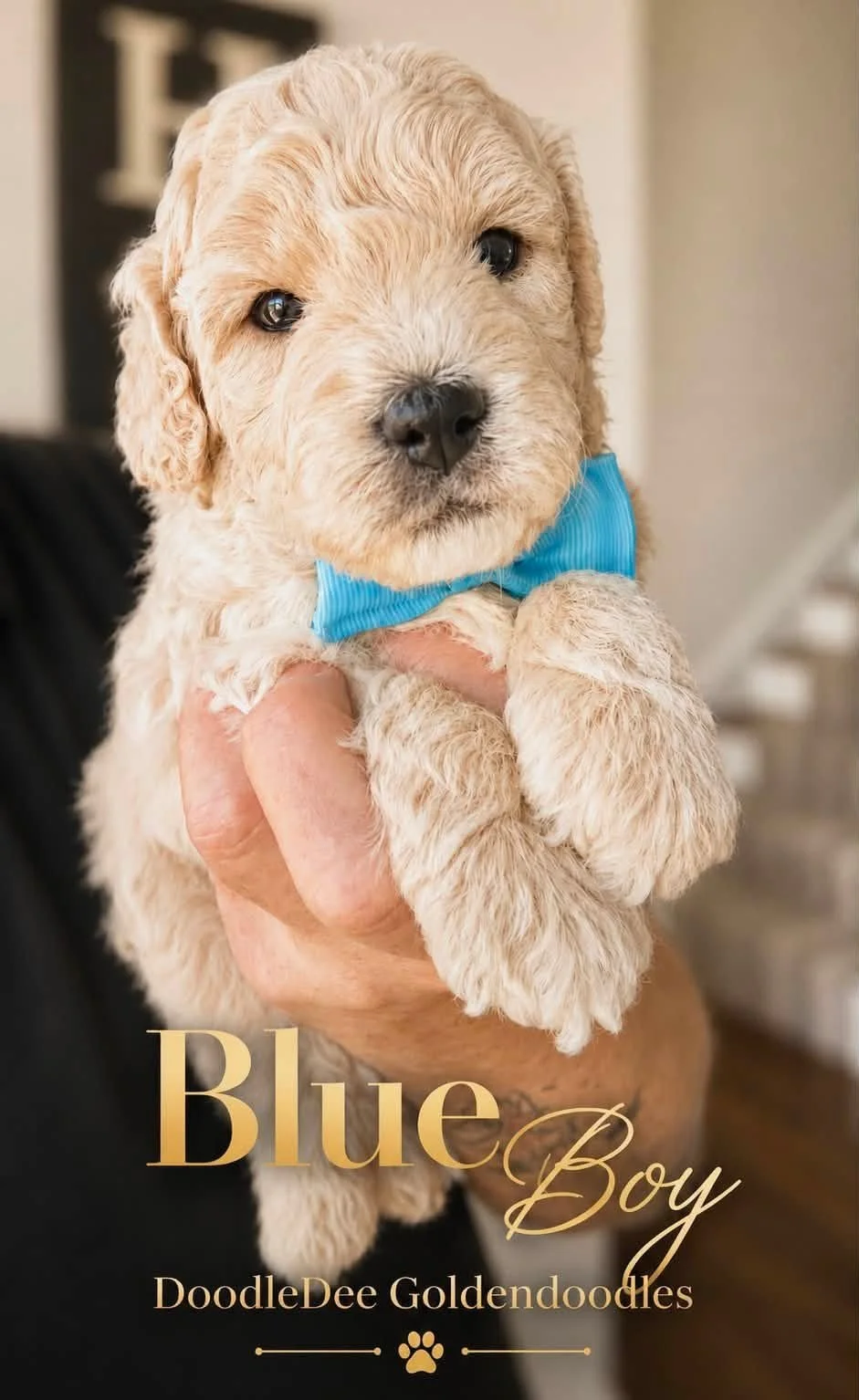 Petite English Goldendoodle Male AVAILABLE $3,500