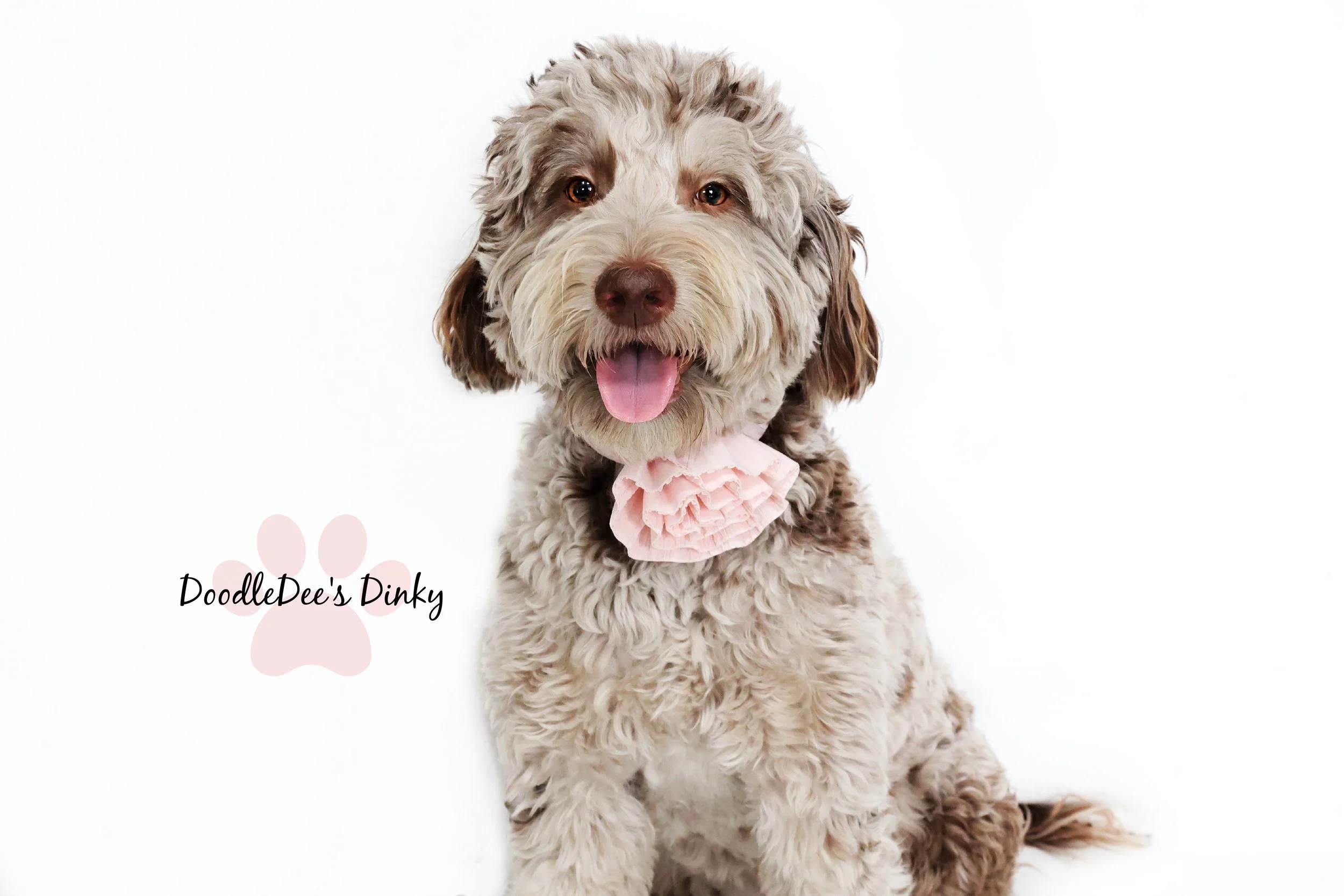 Chocolate Merle English Goldendoodle