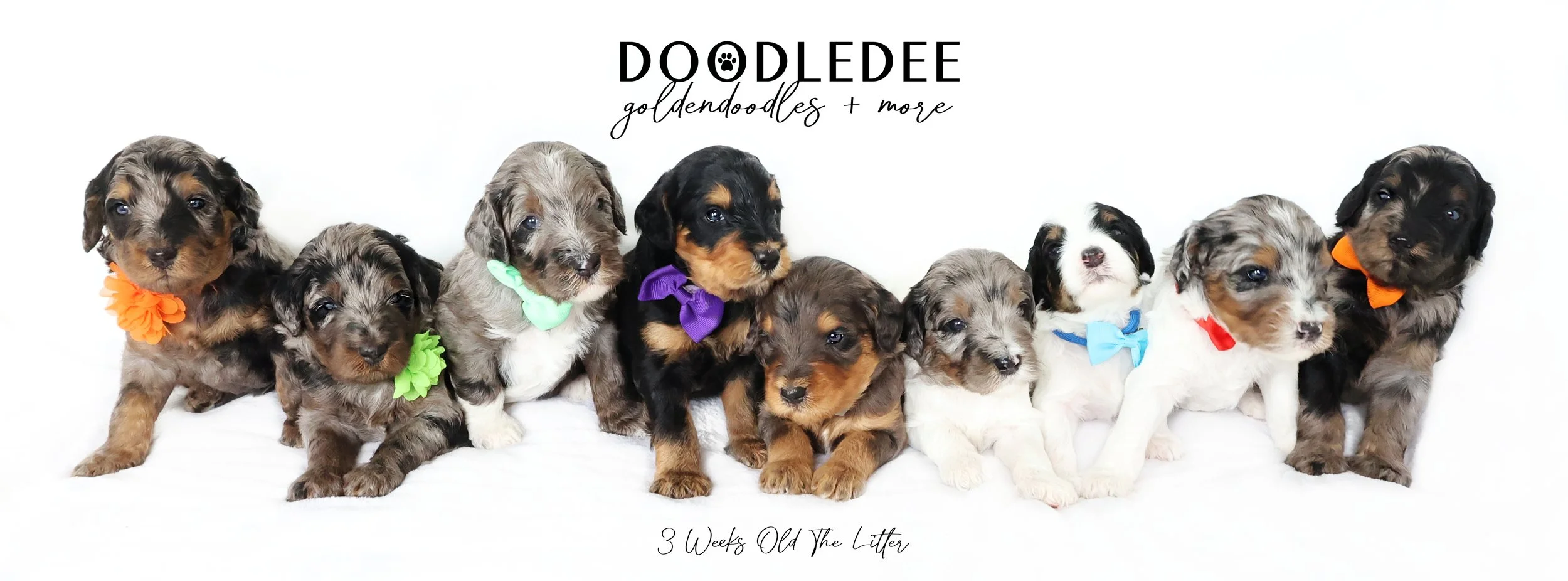 Medium & Standard Bernedoodles