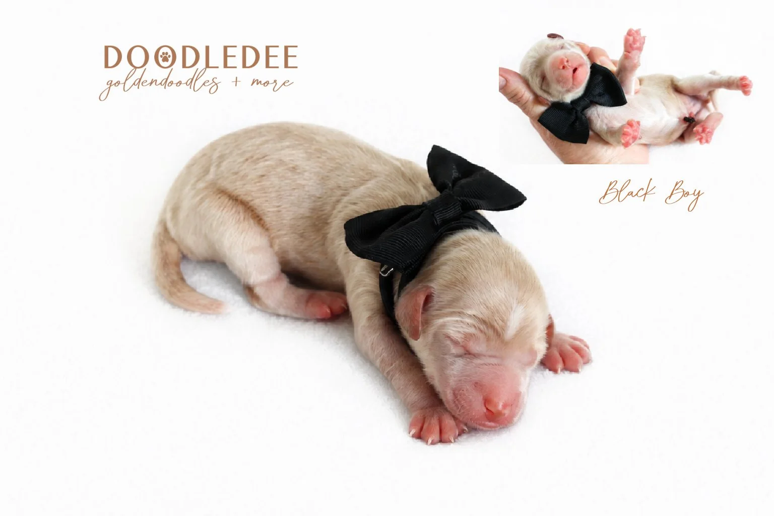 Mini English Goldendoodle Puppies | Medium English Goldendoodle Puppies