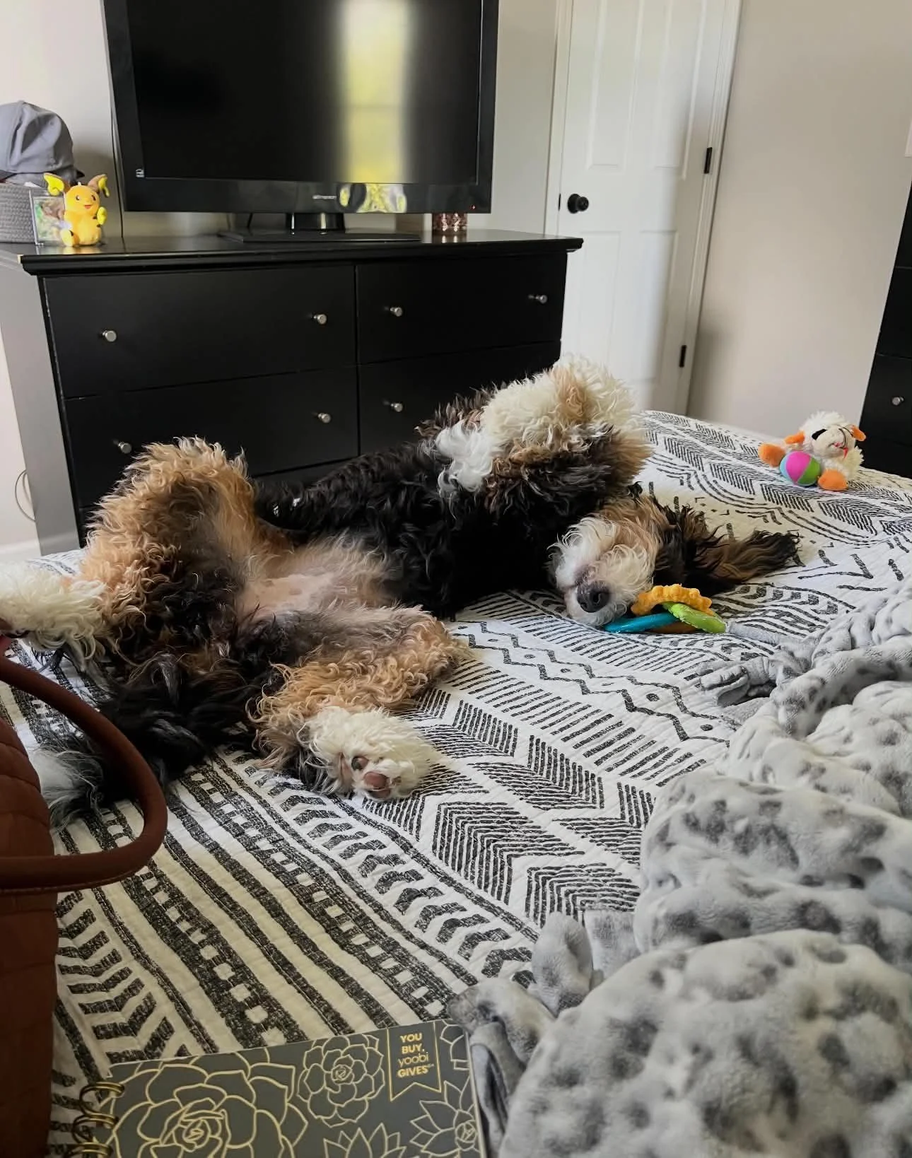 Mini Bernedoodle