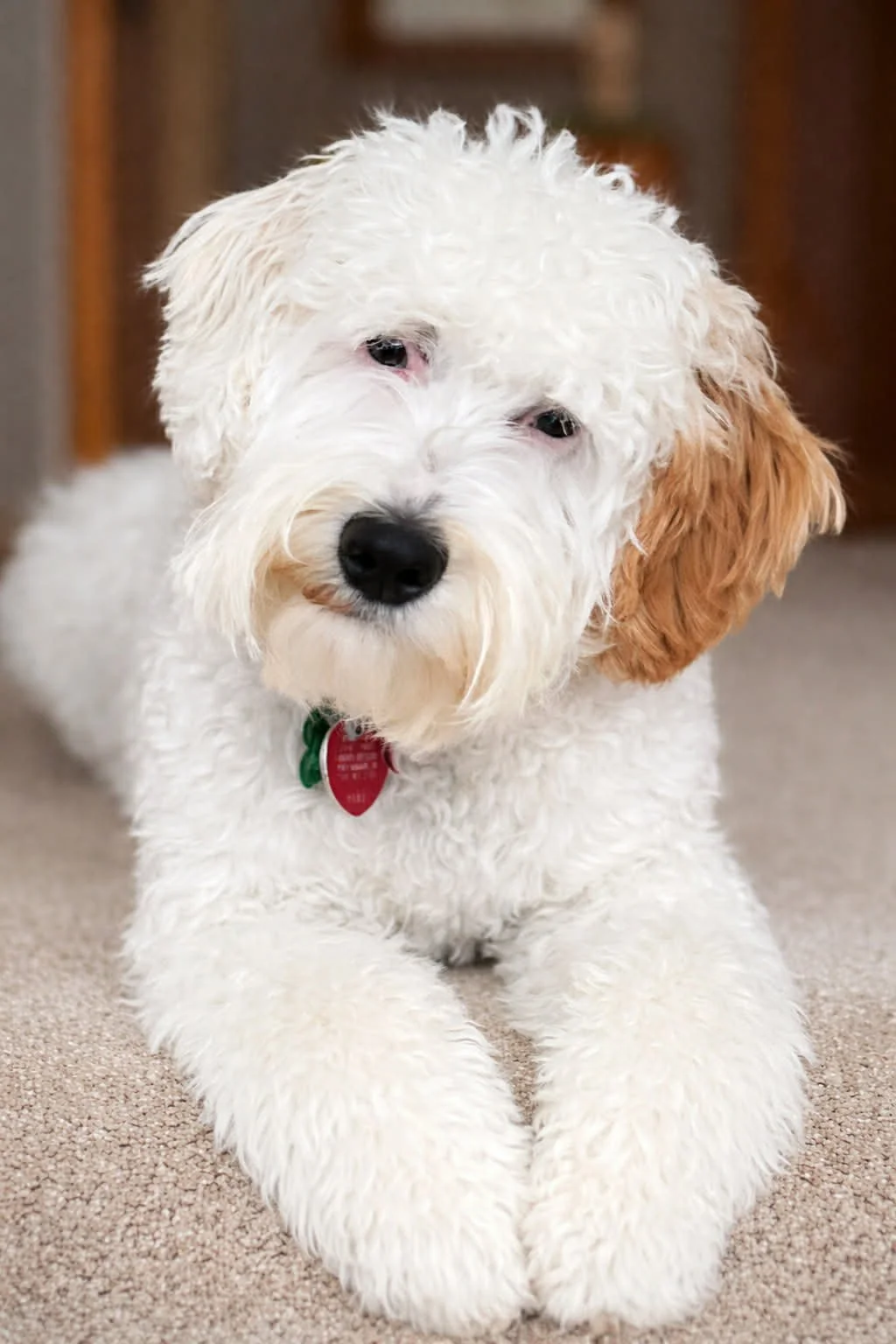 Mini English Goldendoodle Stud