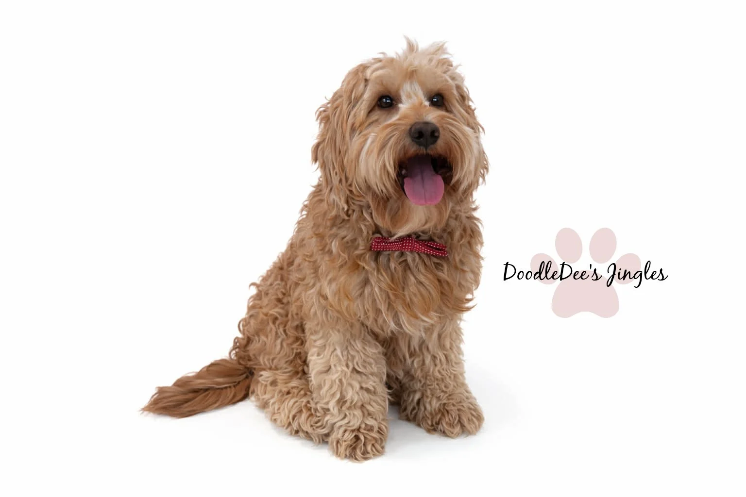 Mini English Goldendoodle Stud