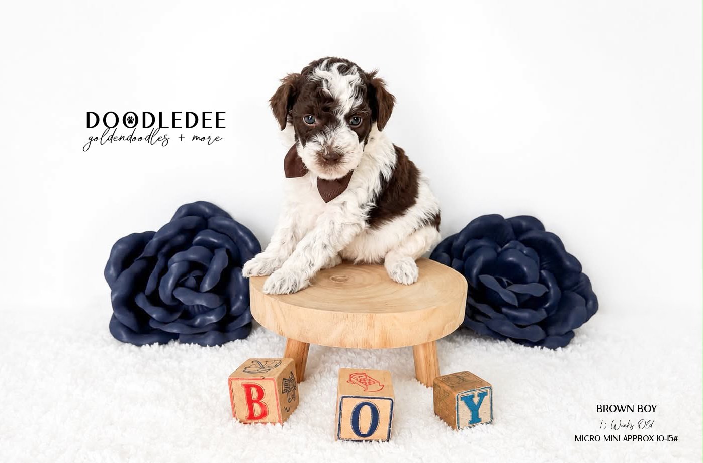 Micro Mini English Goldendoodle Male SOLD