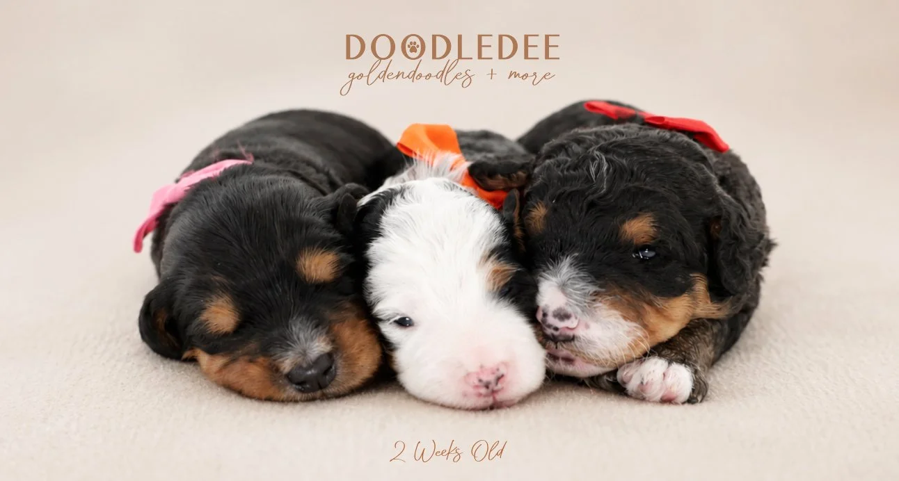 Mini Bernedoodle Puppies