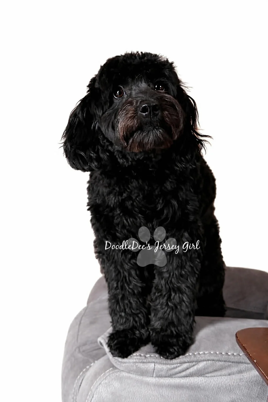 F1 English Goldendoodle