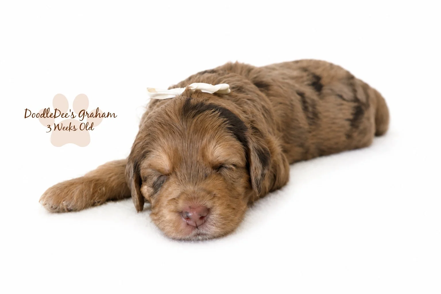 Petite English Goldendoodle | Mini English Goldendoodle. Male- GUARDIAN OPPORTUNITY