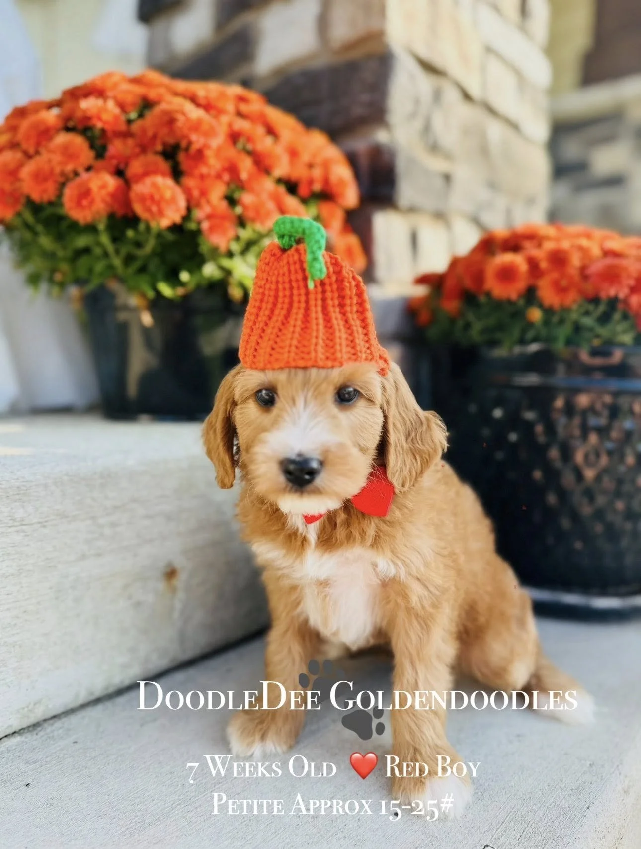 Petite English Goldendoodle AVAILABLE $3,000