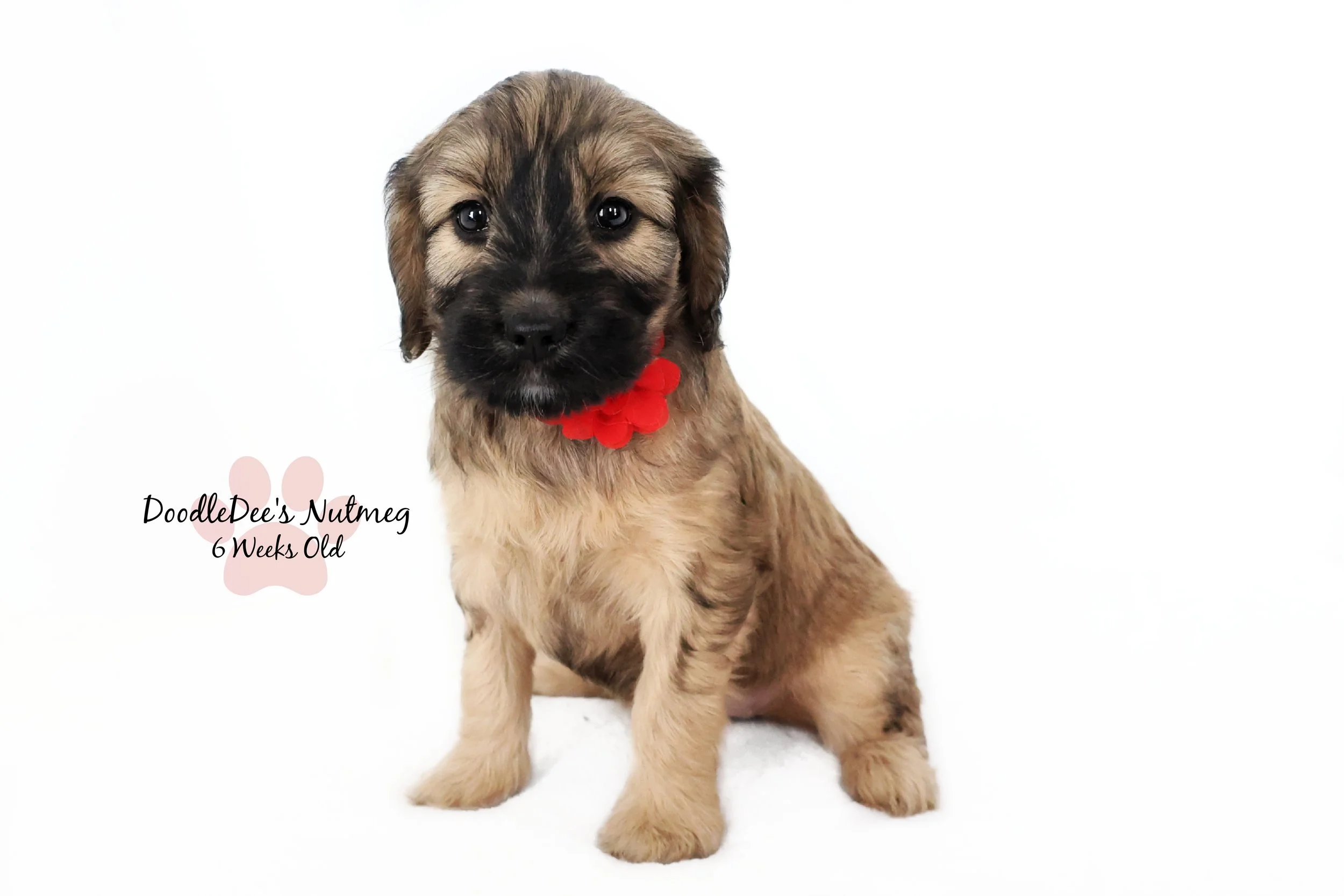 Petite Sable English Goldendoodle