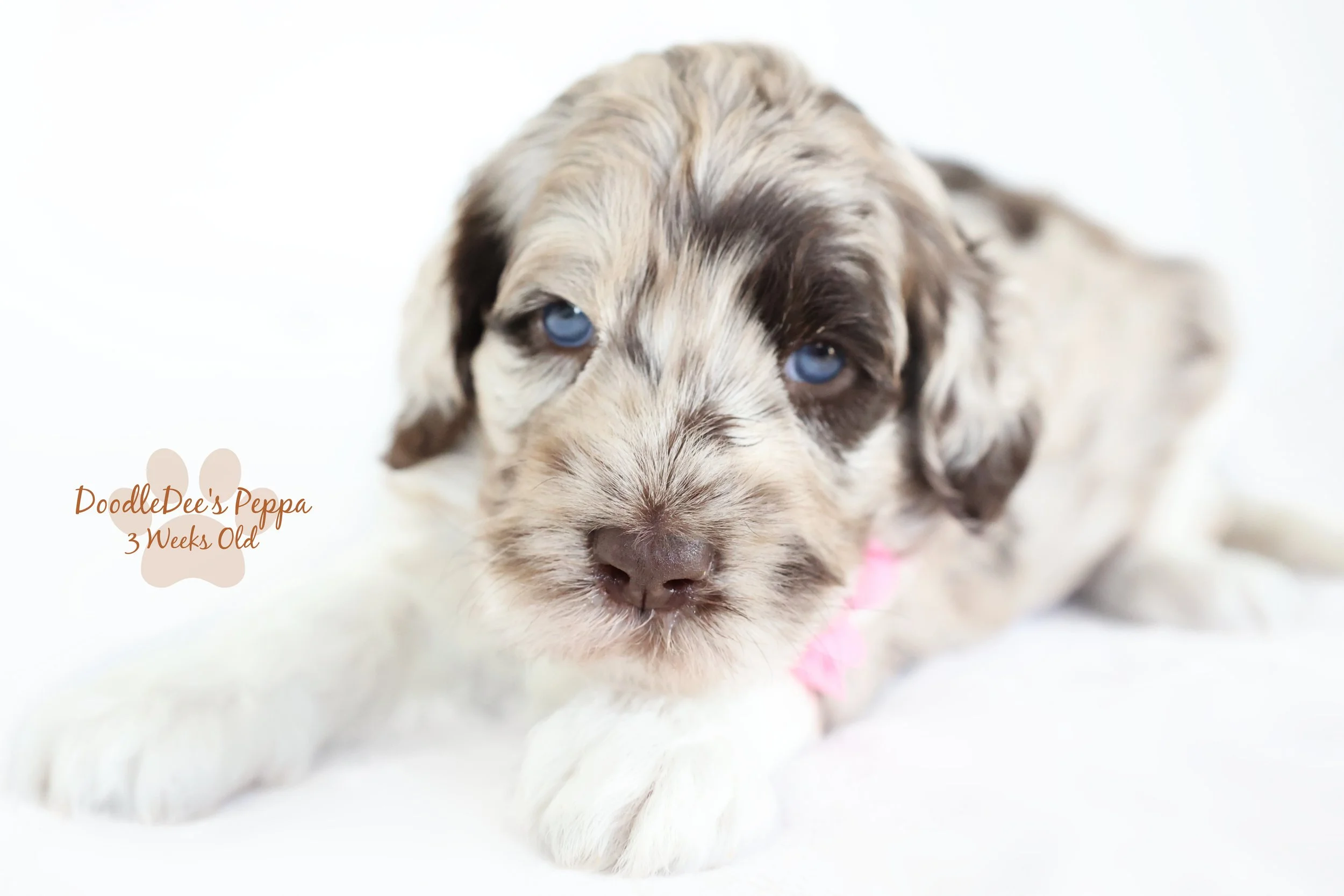 Medium/Standard English Goldendoodle