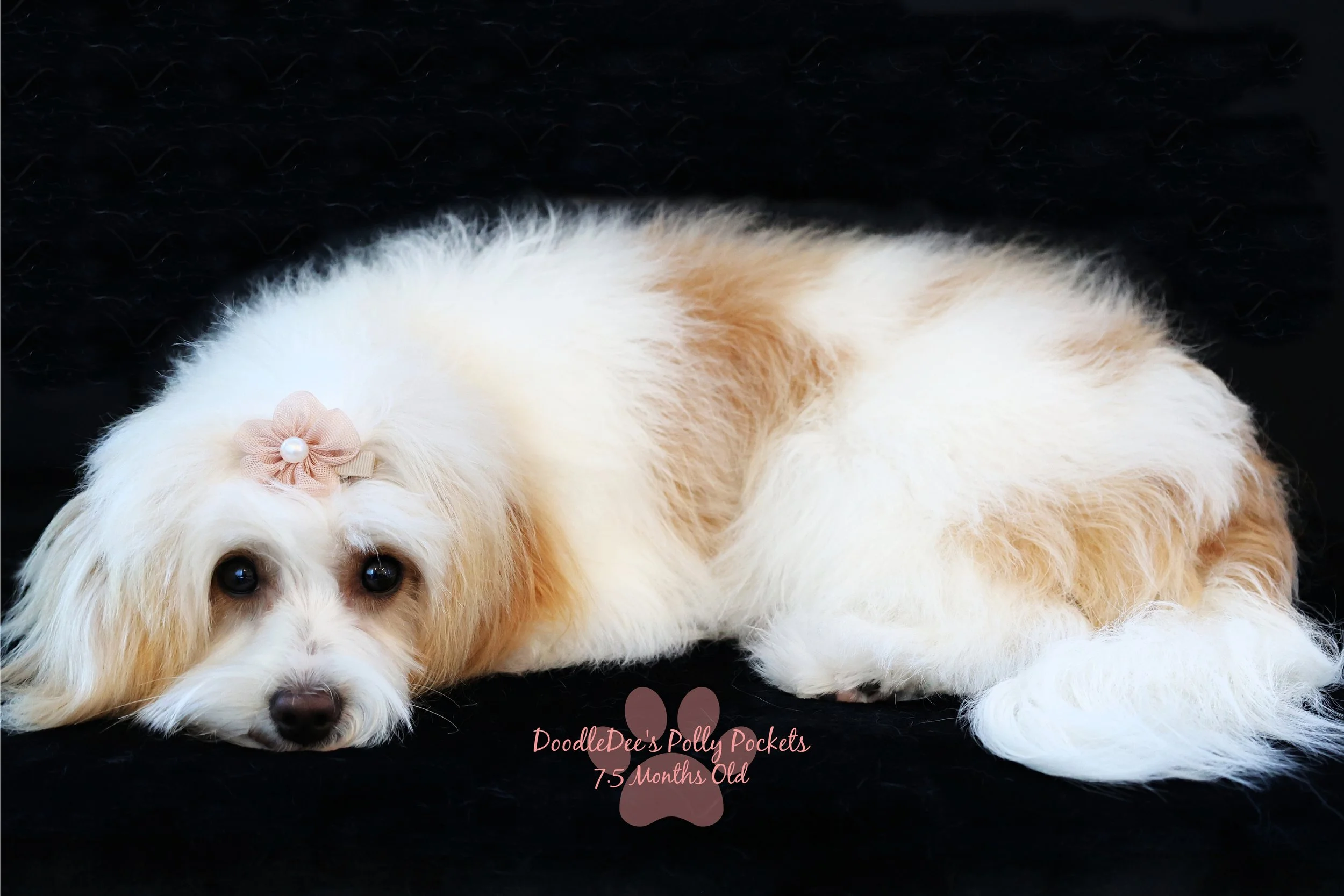 Micro Mini Bernedoodle - 10# and 13 Inches