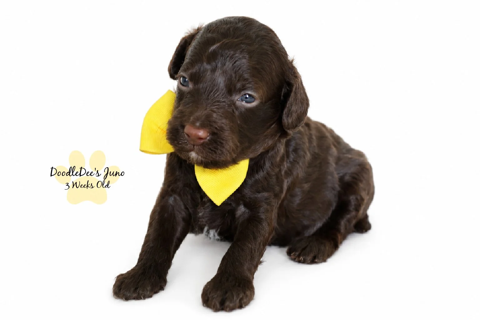 Micro Mini English Goldendoodles BREEDER HOLD