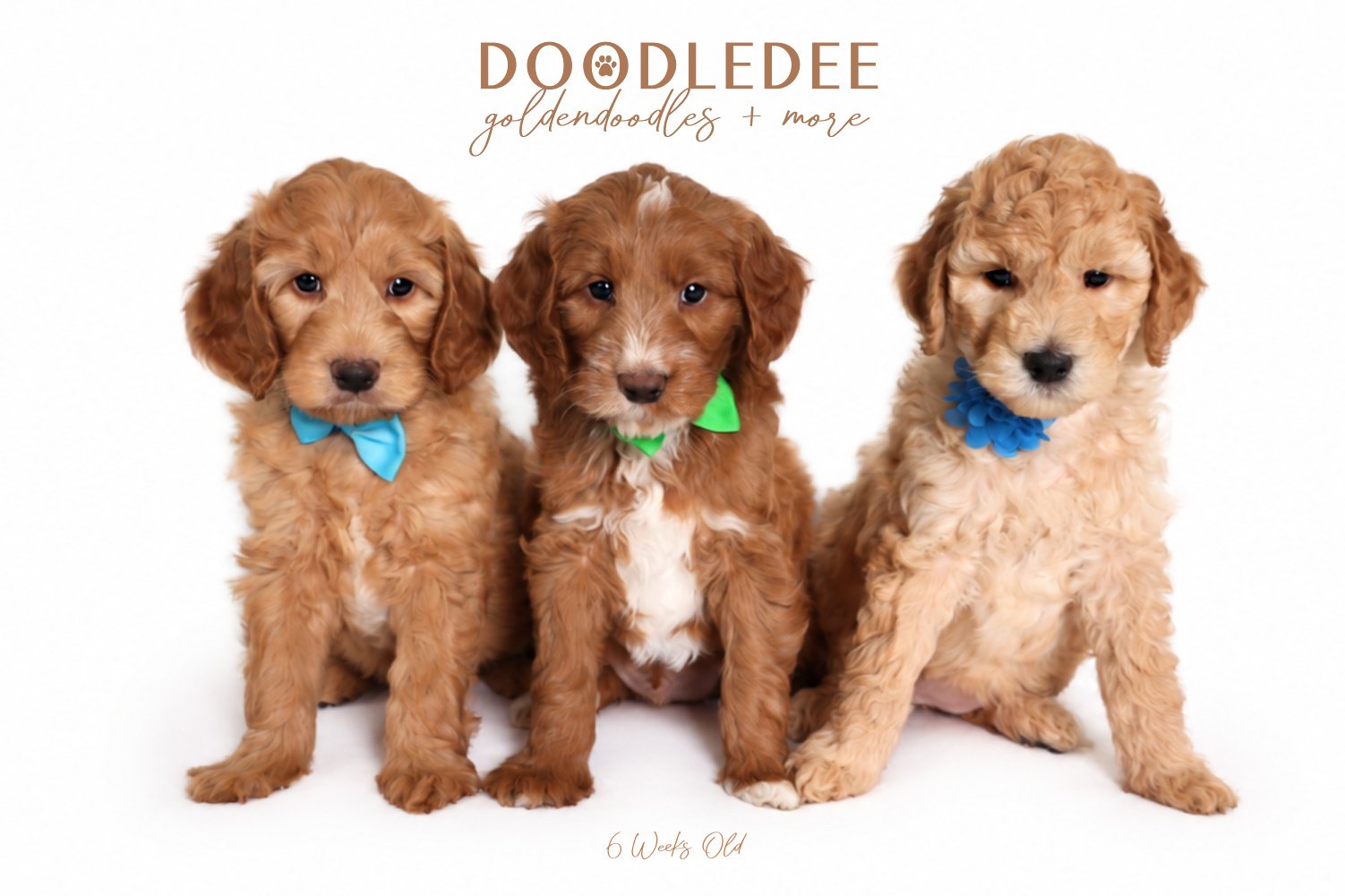 PAST Goldilocks & Grasshopper Litter