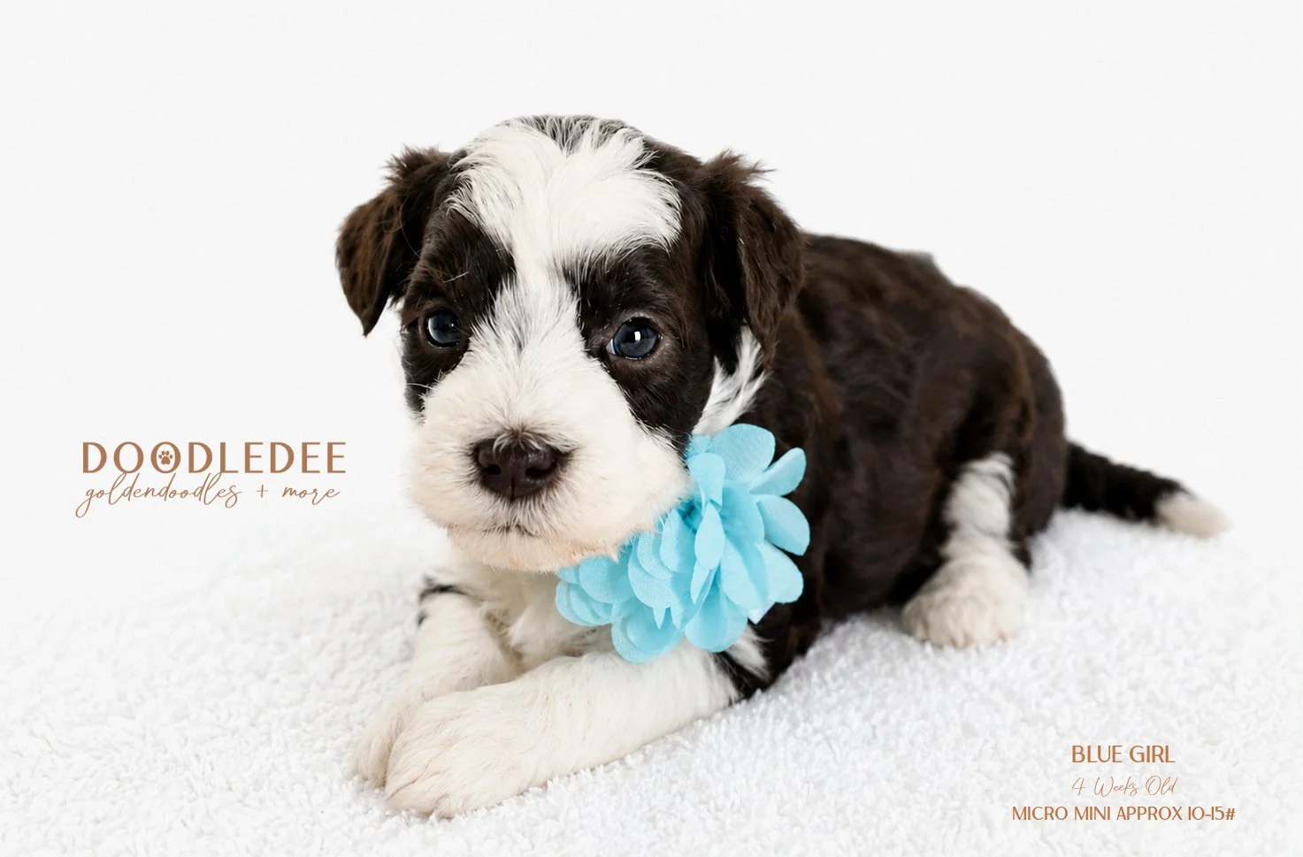 Micro Mini English Goldendoodle Female AVAILABLE $3,500