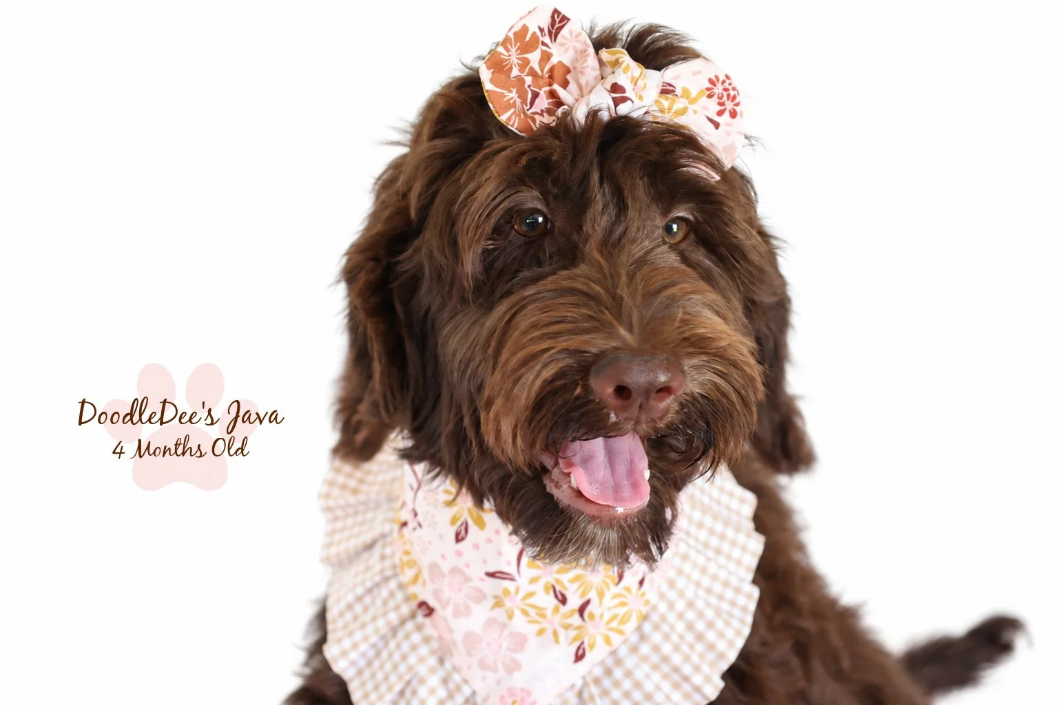 Medium English Goldendoodle |  22 Lbs