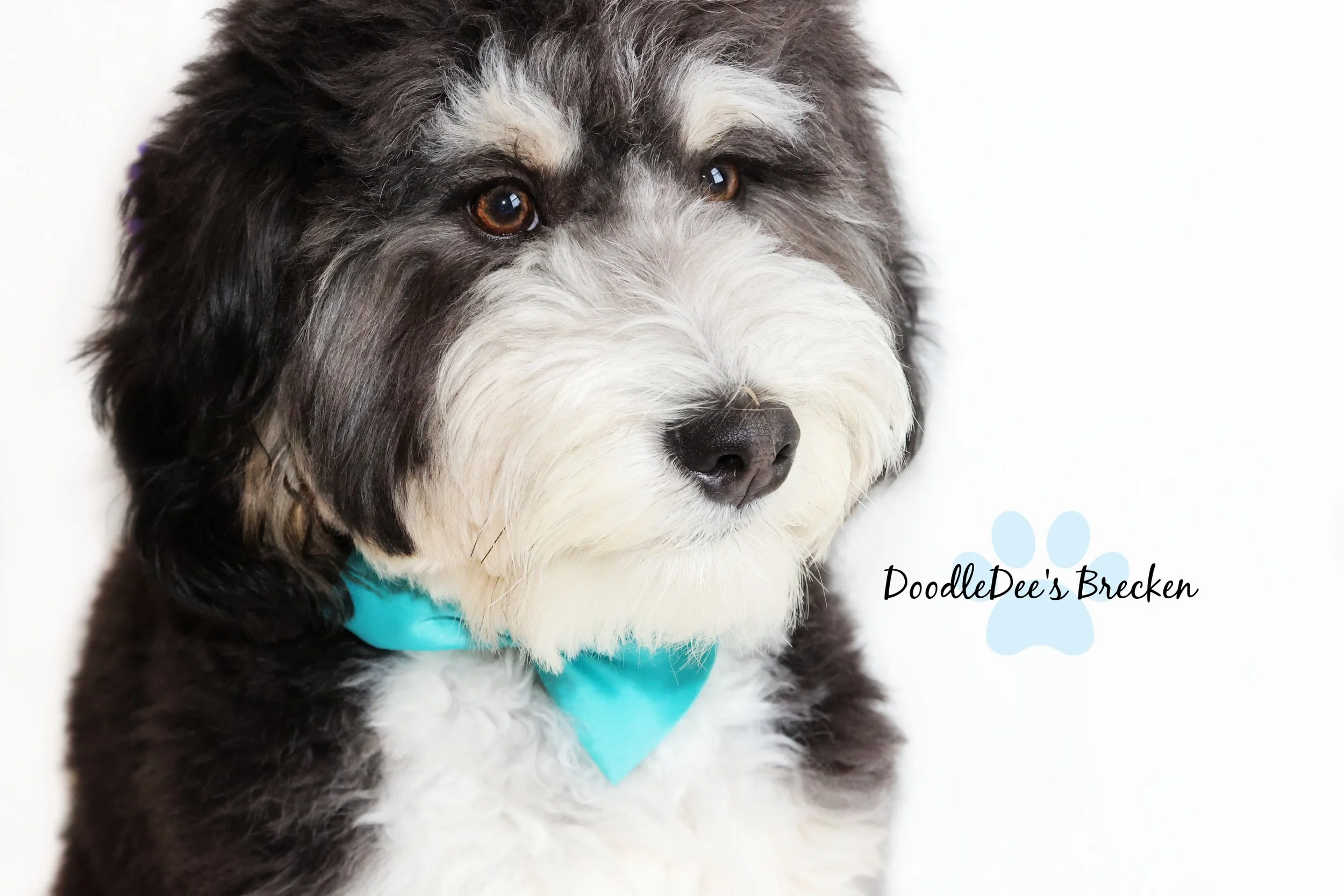 Pepper Sire- Brecken