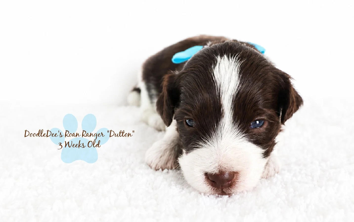 MIni English Goldendoodle - BREEDER PICK