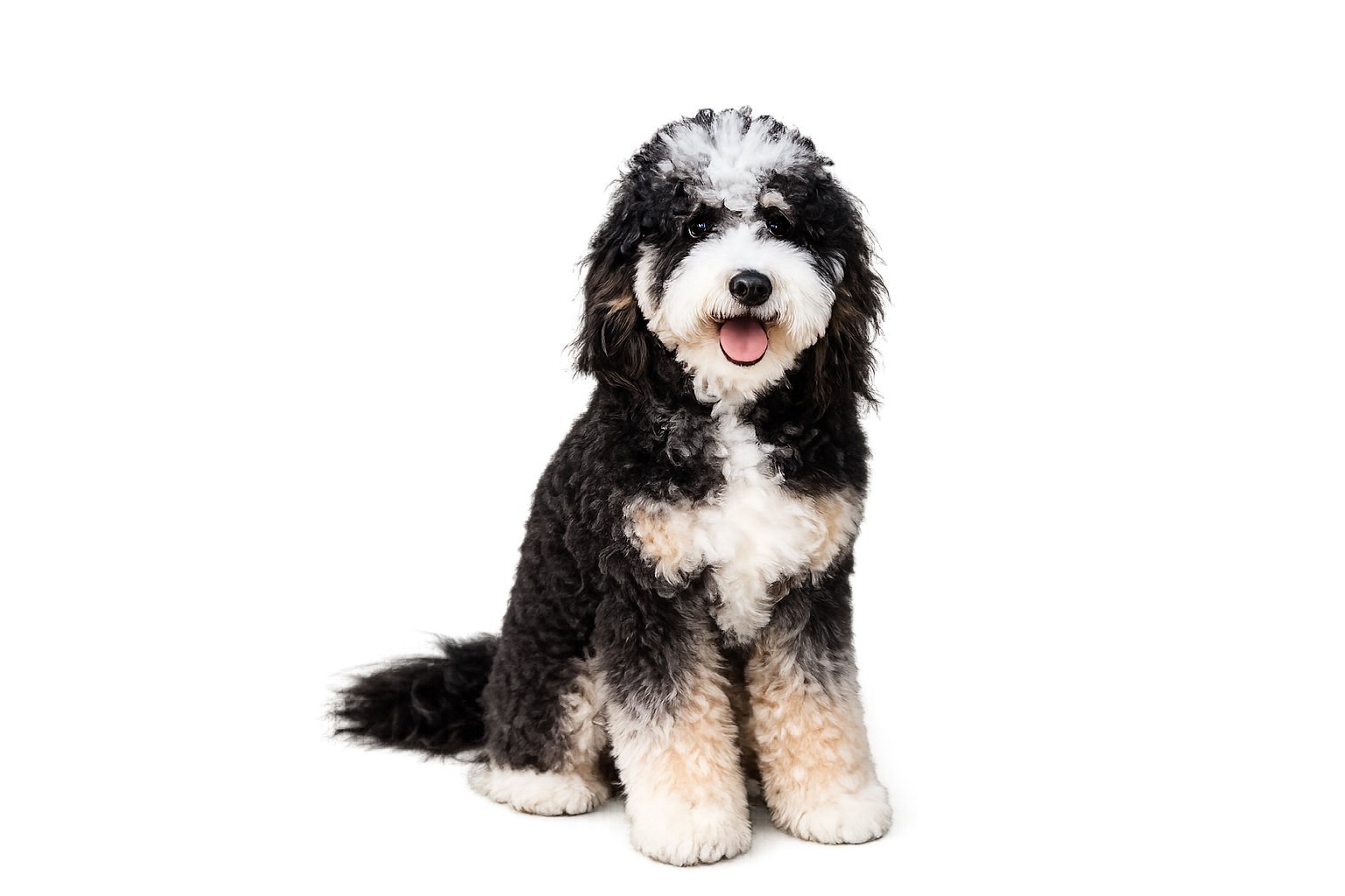 Mini Bernedoodle Puppies For Sale