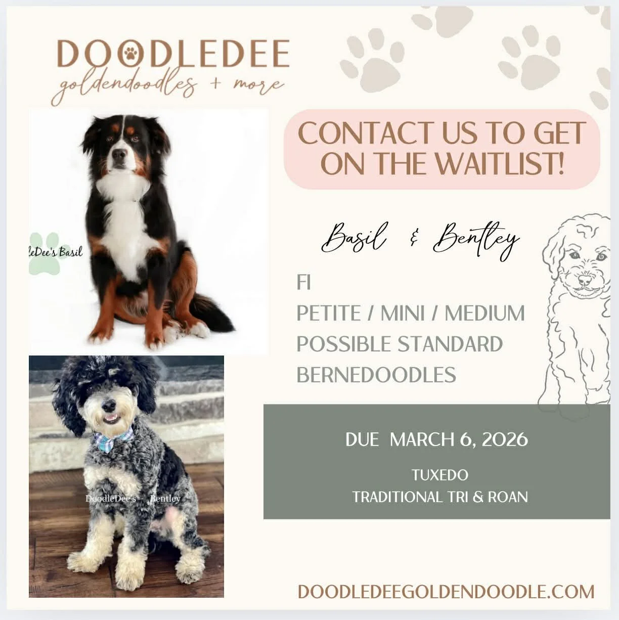 F1 Bernedoodle Puppies