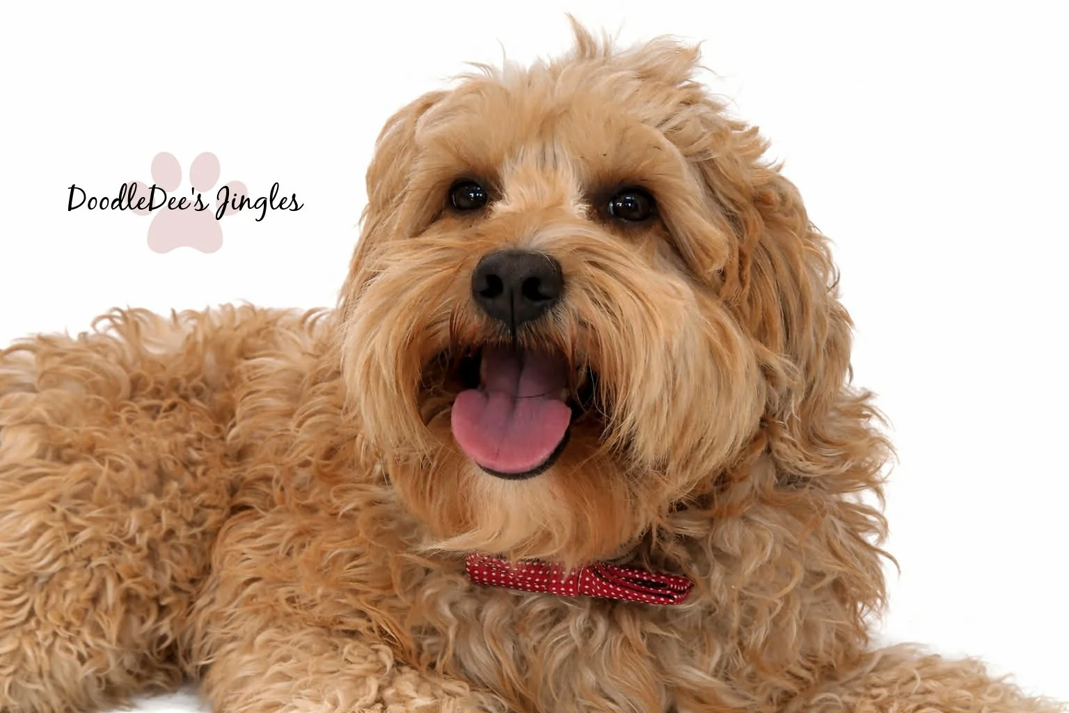 Mini English Goldendoodle Stud