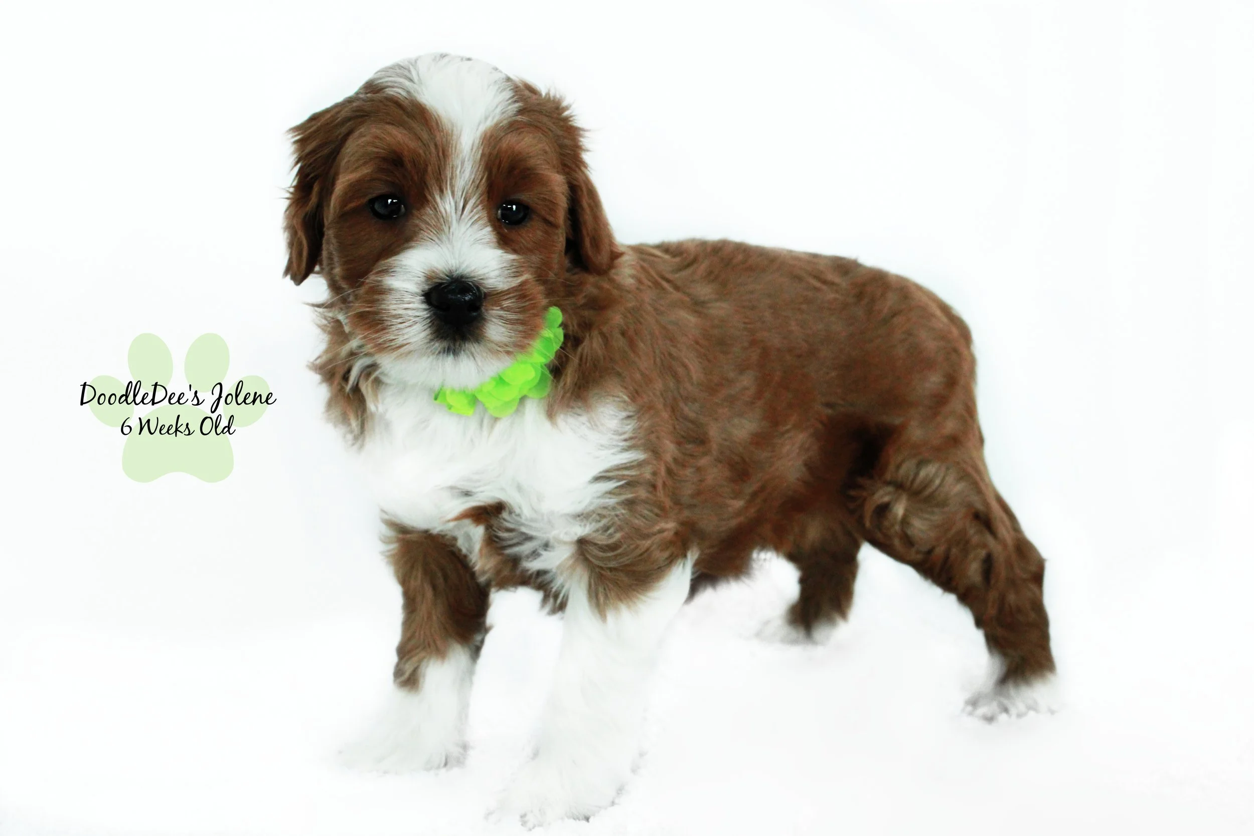 Petite English Goldendoodle