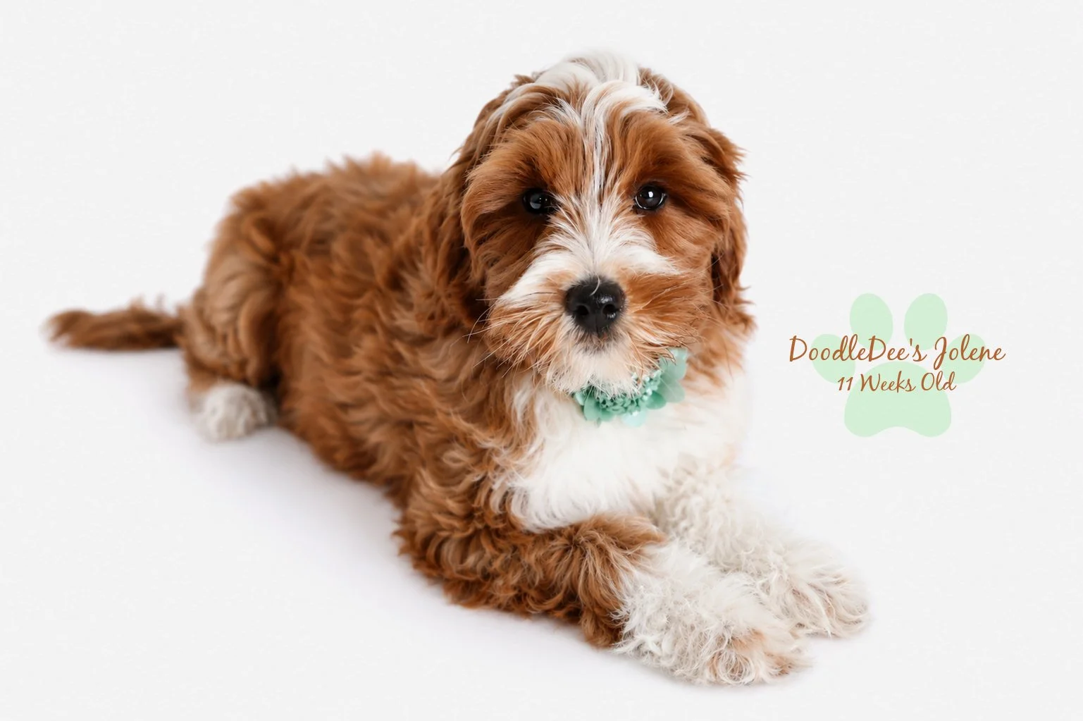 Petite English Goldendoodle
