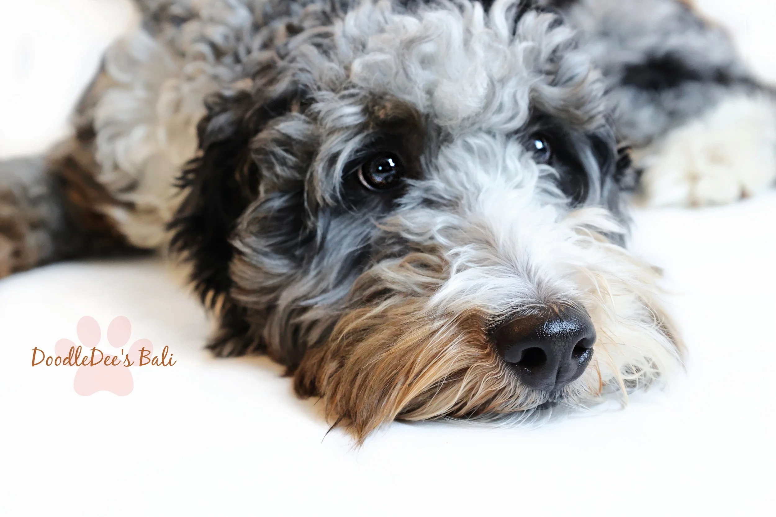 Medium Bernedoodle -36#