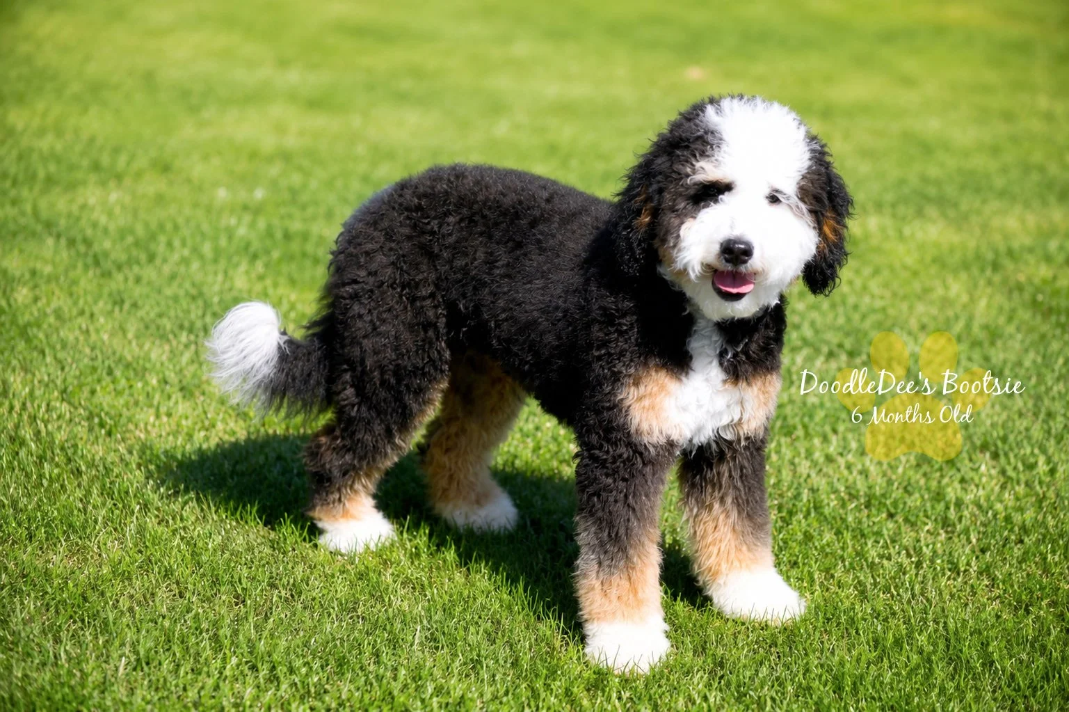 Mini Bernedoodle