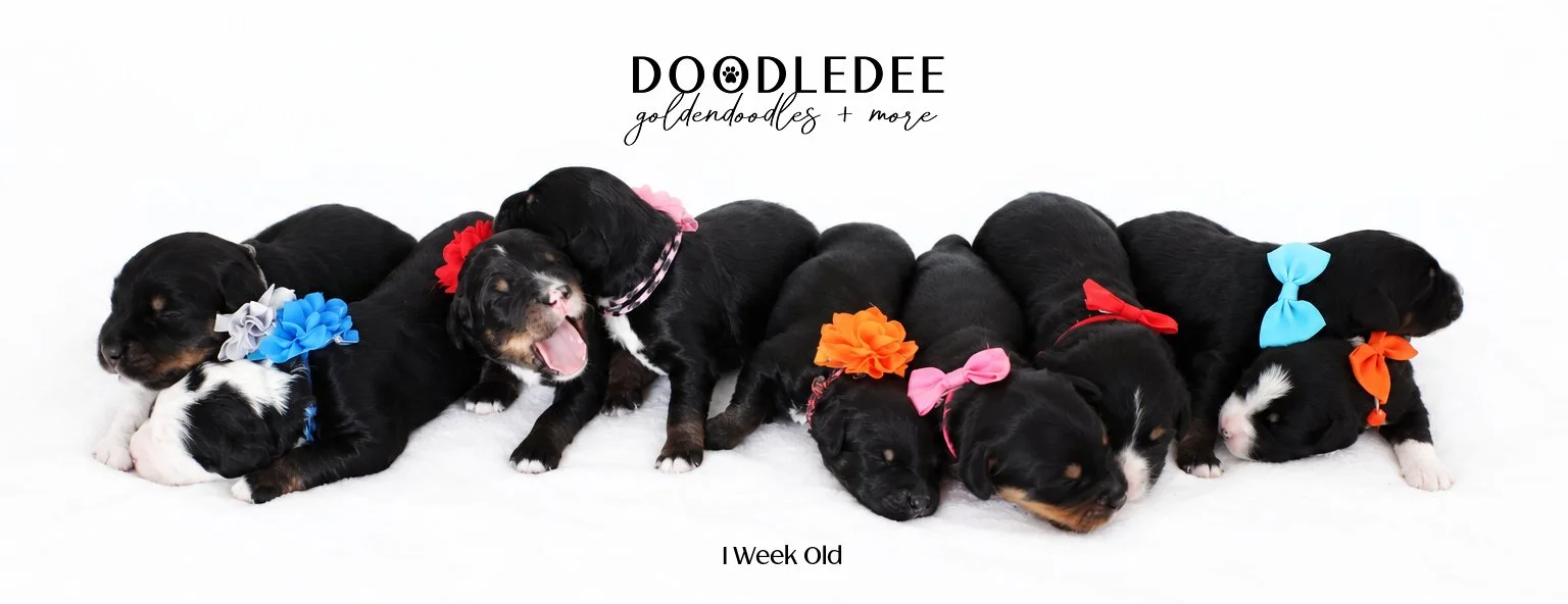 Mini Bernedoodle | Medium Bernedoodle | Standard Bernedoodle