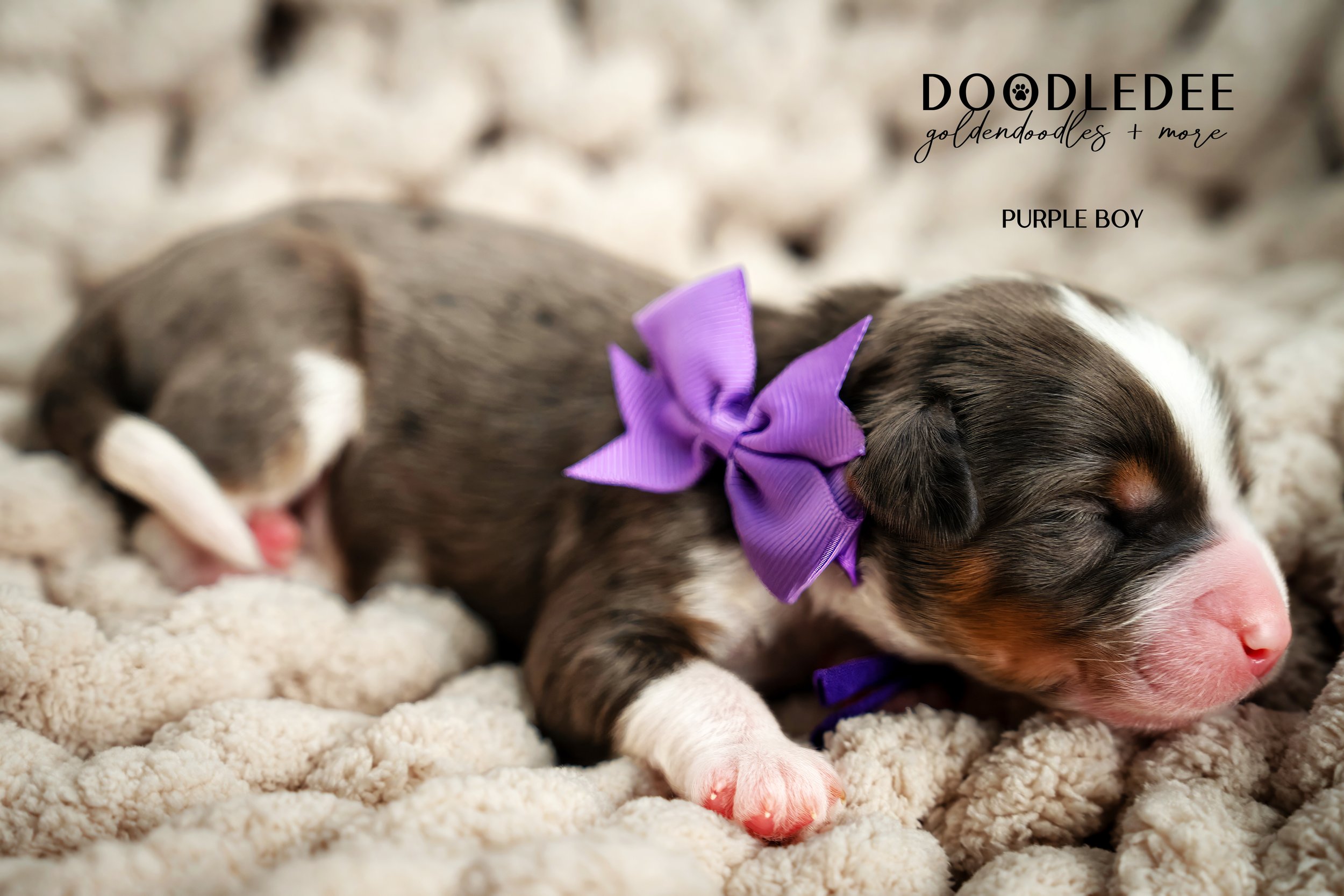 Merle Bernedoodle puppies