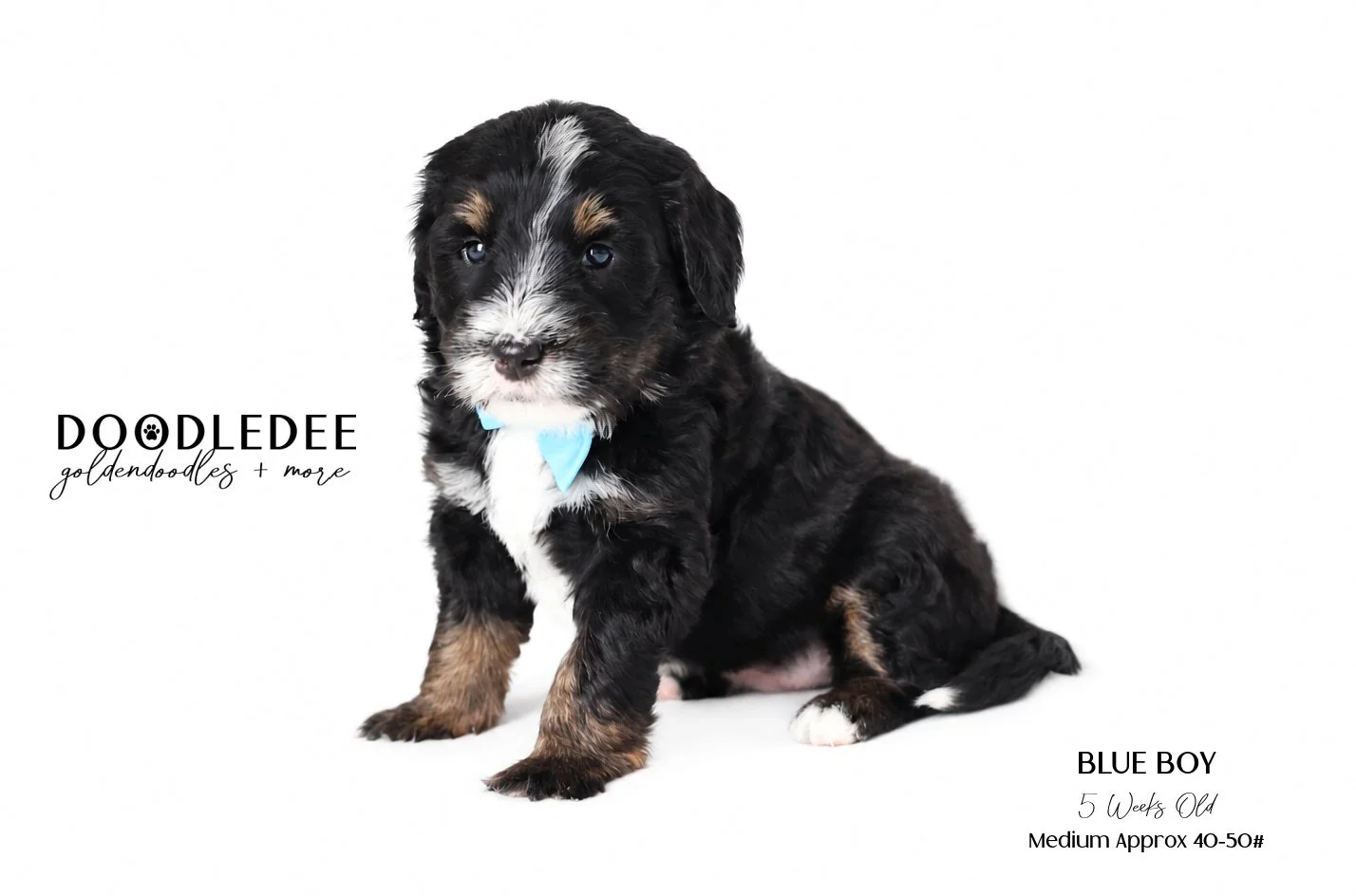 Medium Bernedoodle  AVAILABLE $3,500