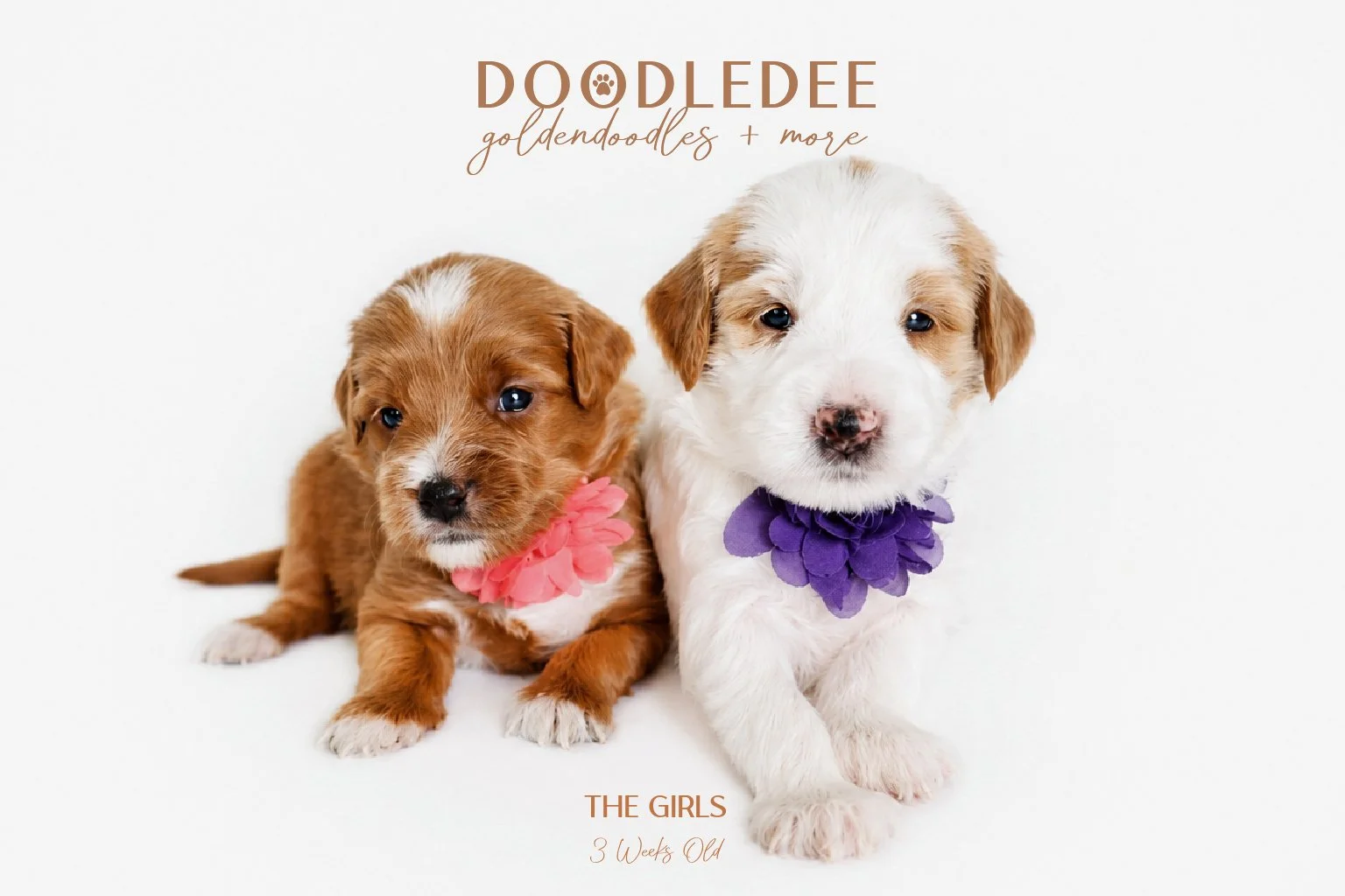 Mini English Goldendoodle Puppies