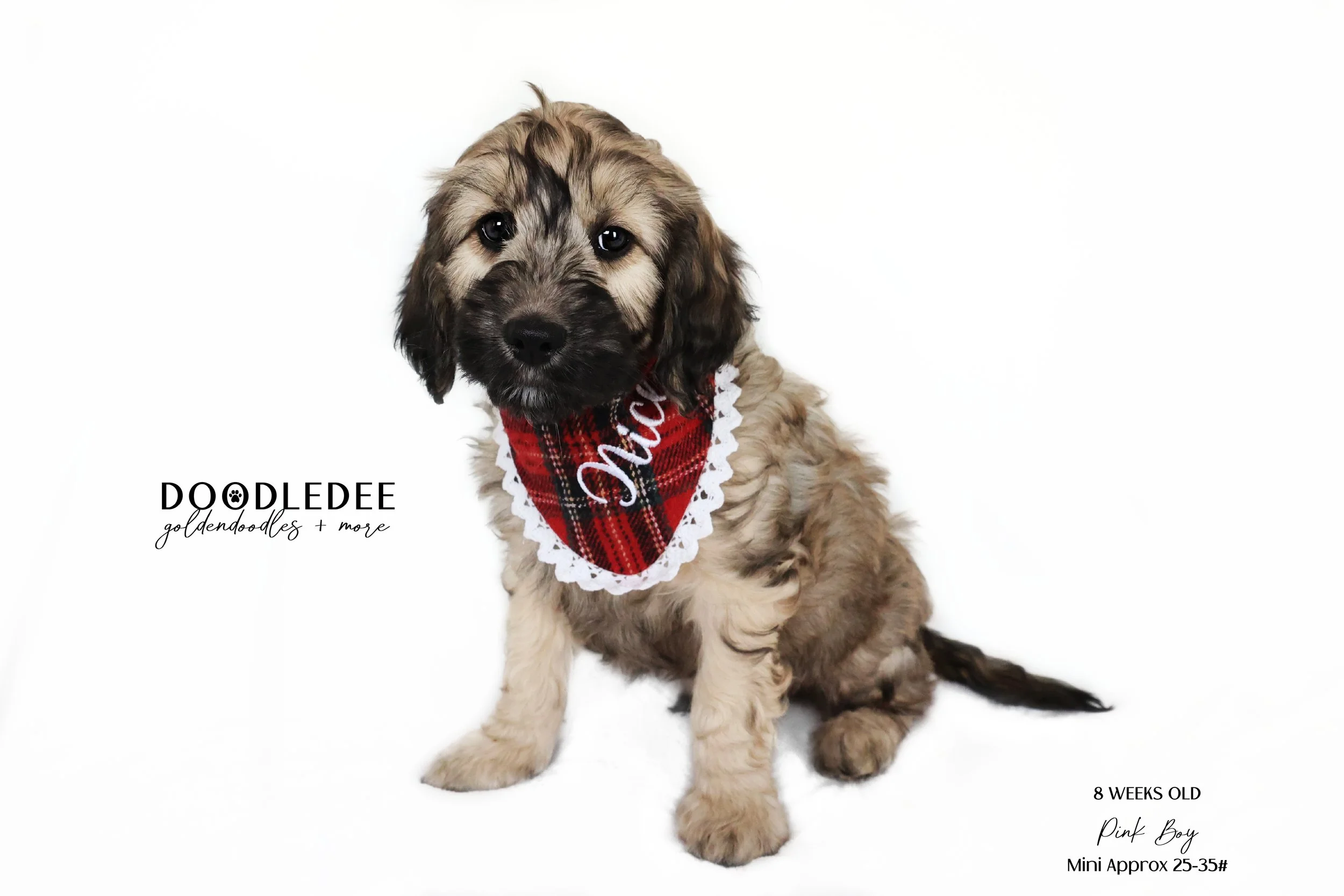 Mini English Goldendoodle AVAILABLE $2,000 SALE