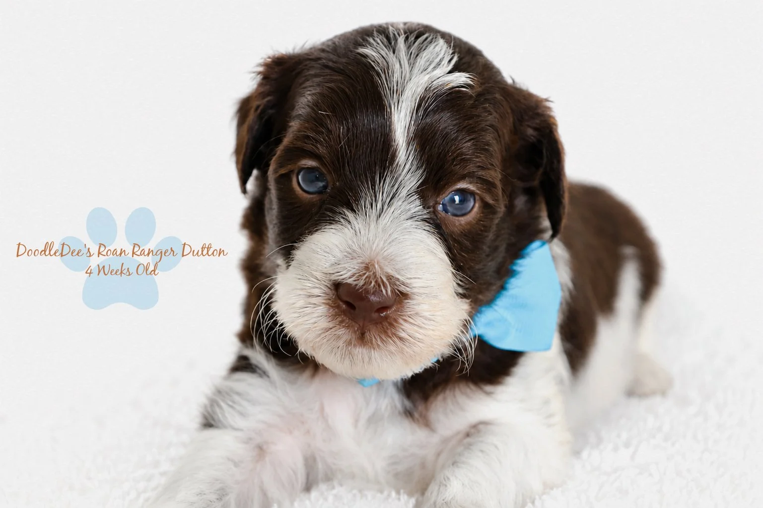 Micro Mini/Petite English Goldendoodle BREEDER HOLD