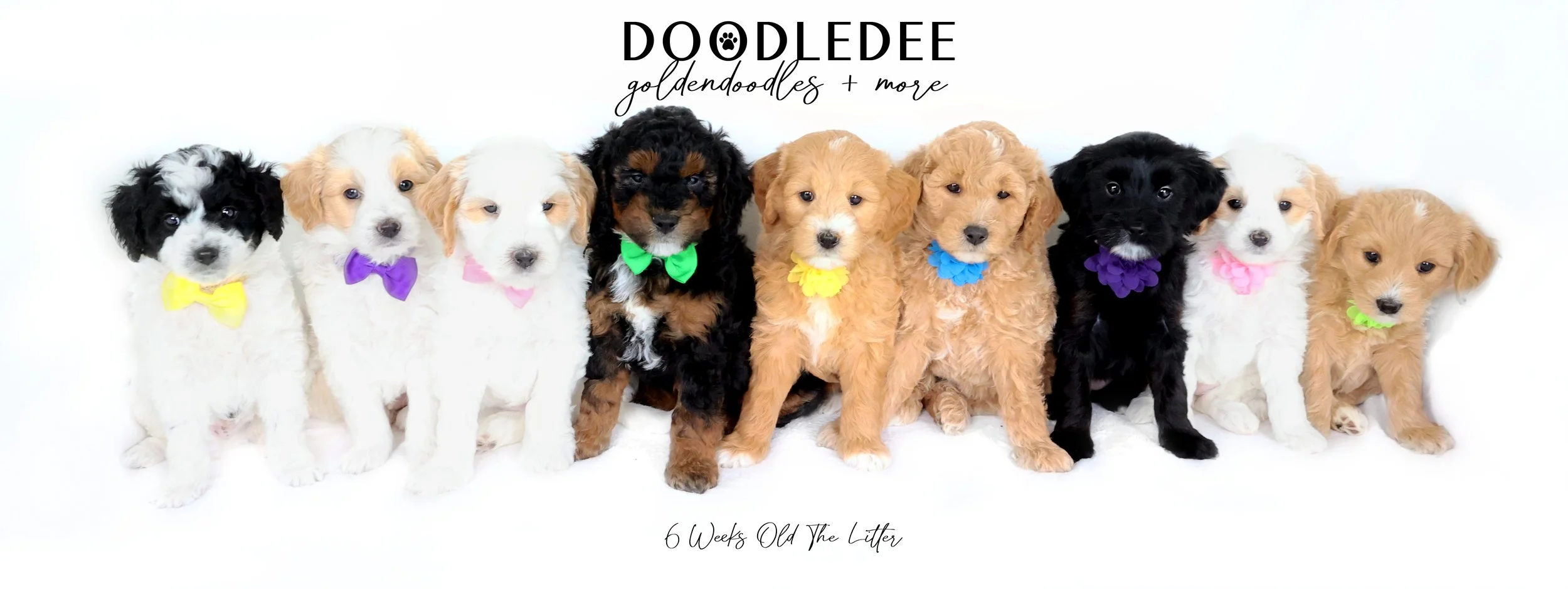 English Goldendoodle Puppies - Gazette
