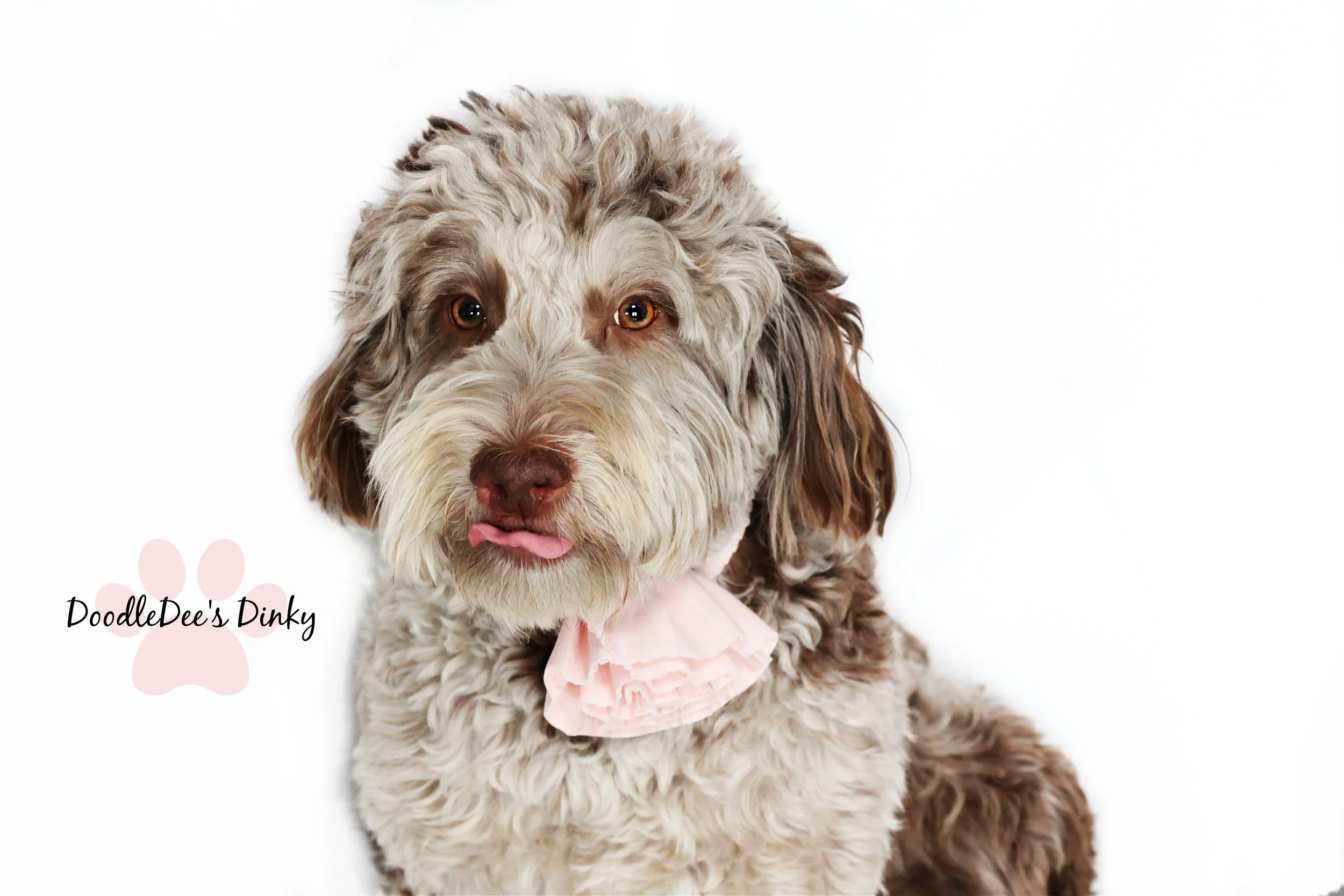 Chocolate Merle English Goldendoodle