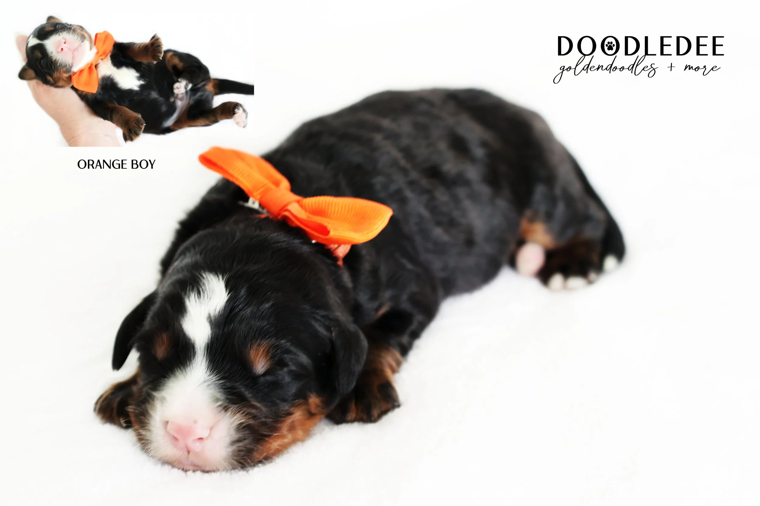 Mini Bernedoodle | Medium Bernedoodle | Standard Bernedoodle