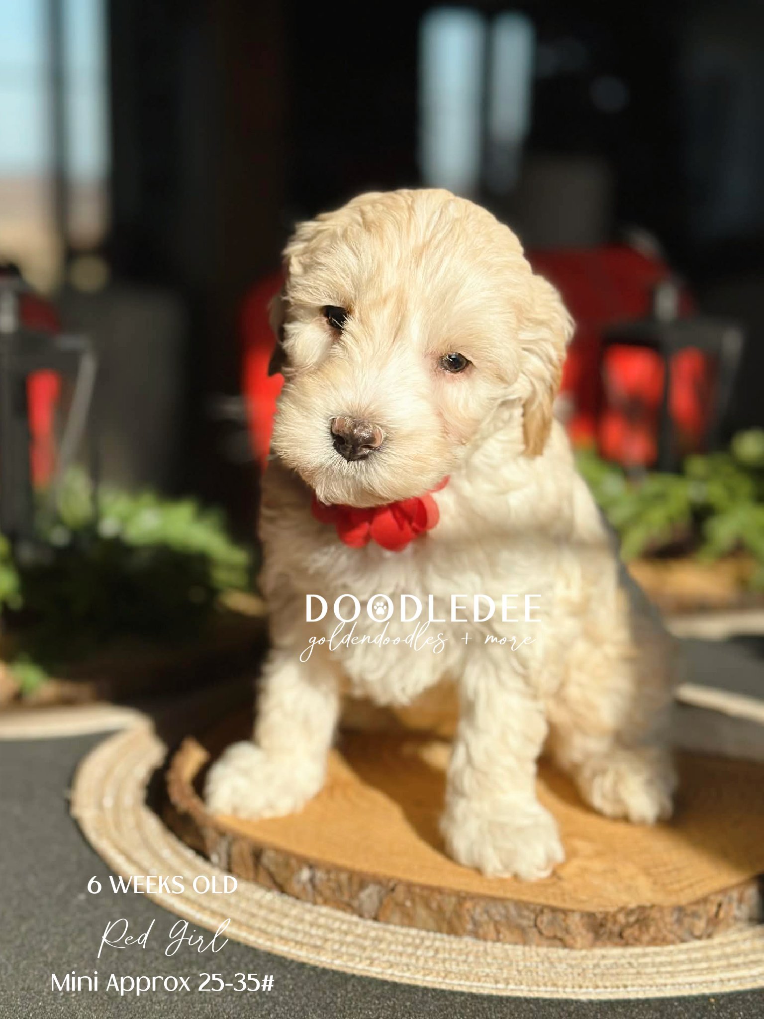Mini English Goldendoodle SOLD