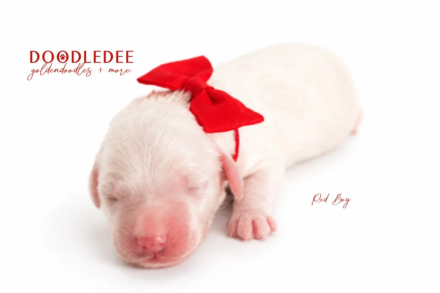Mini Englsih Goldendoodles