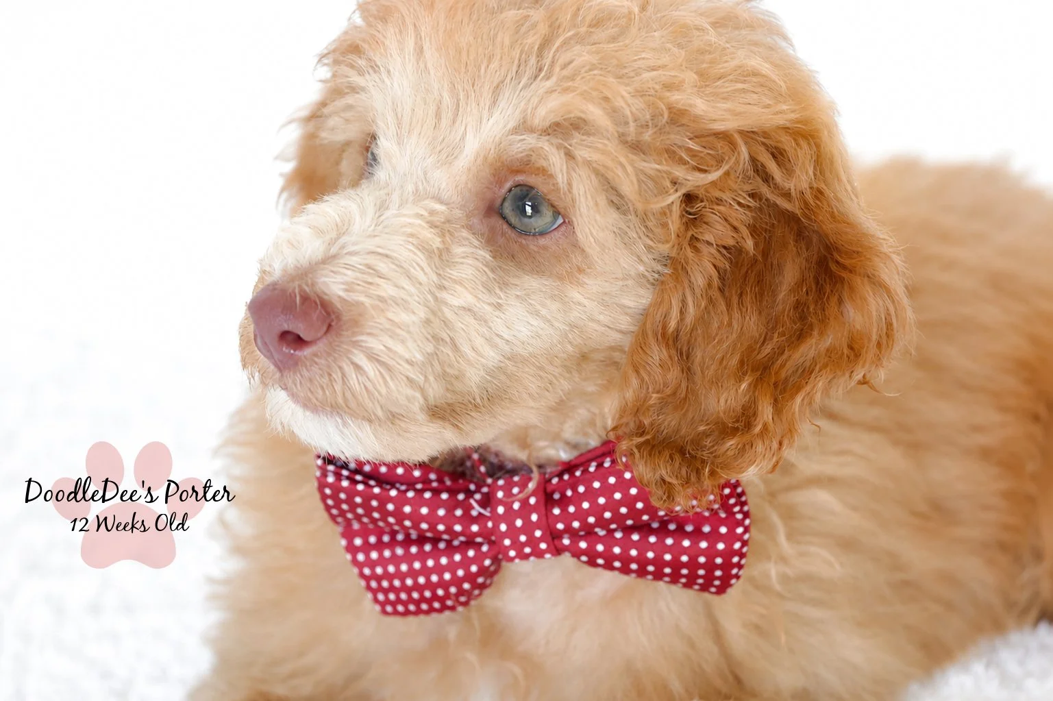 Mini Poodle Stud