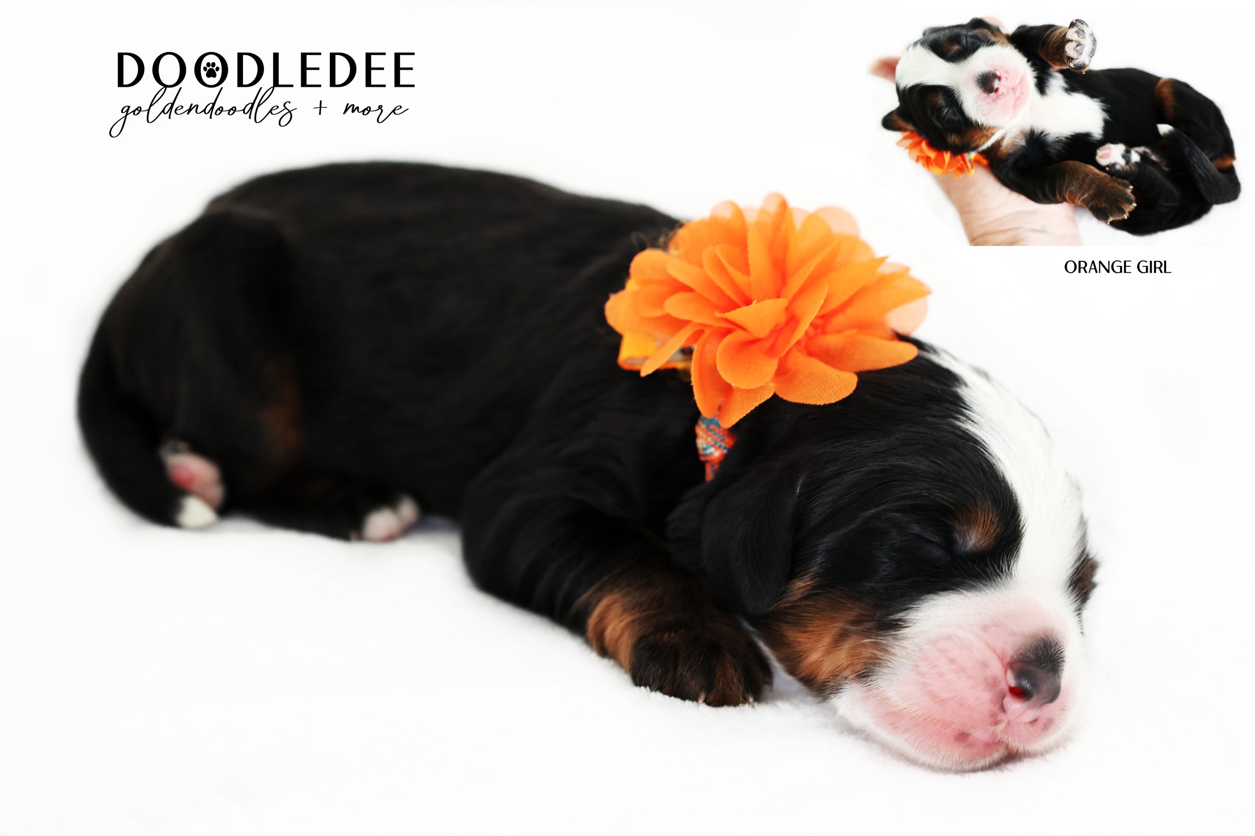 Mini Bernedoodle | Medium Bernedoodle | Standard Bernedoodle