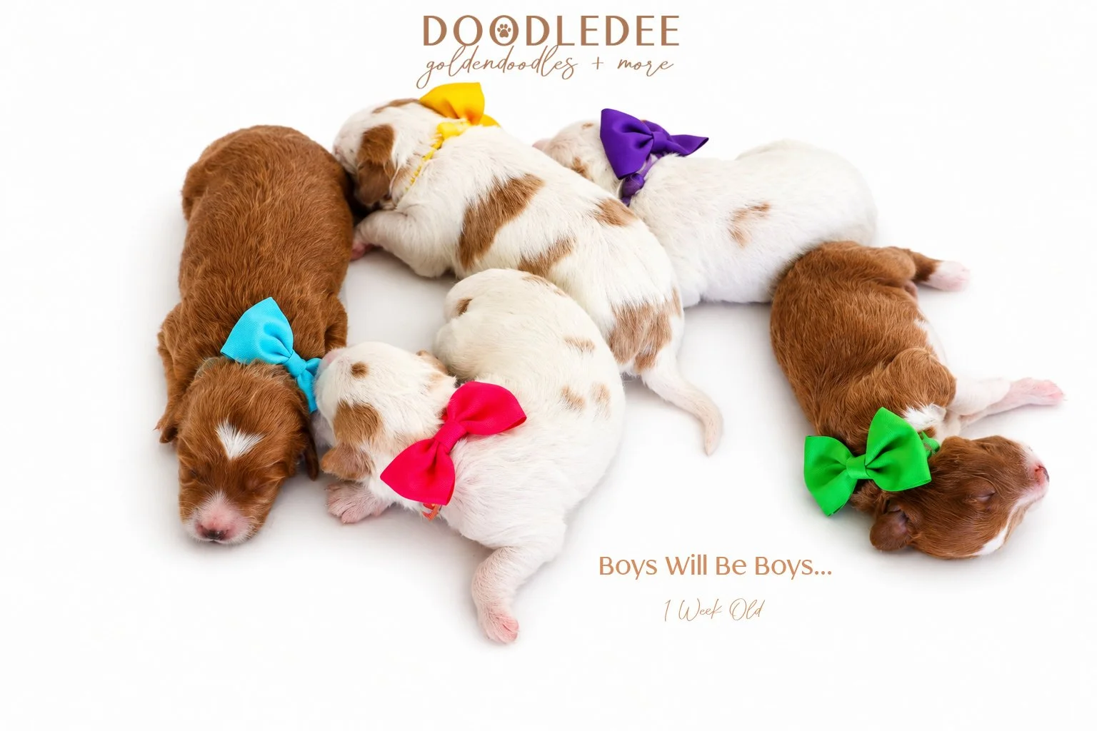 Mini English Goldendoodle Puppies