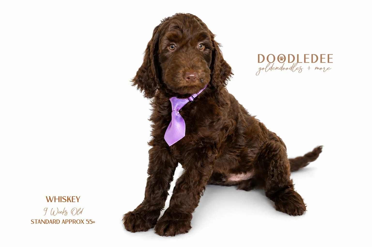 Standard English Goldendoodle AVAILABLE $2,500 SALE 