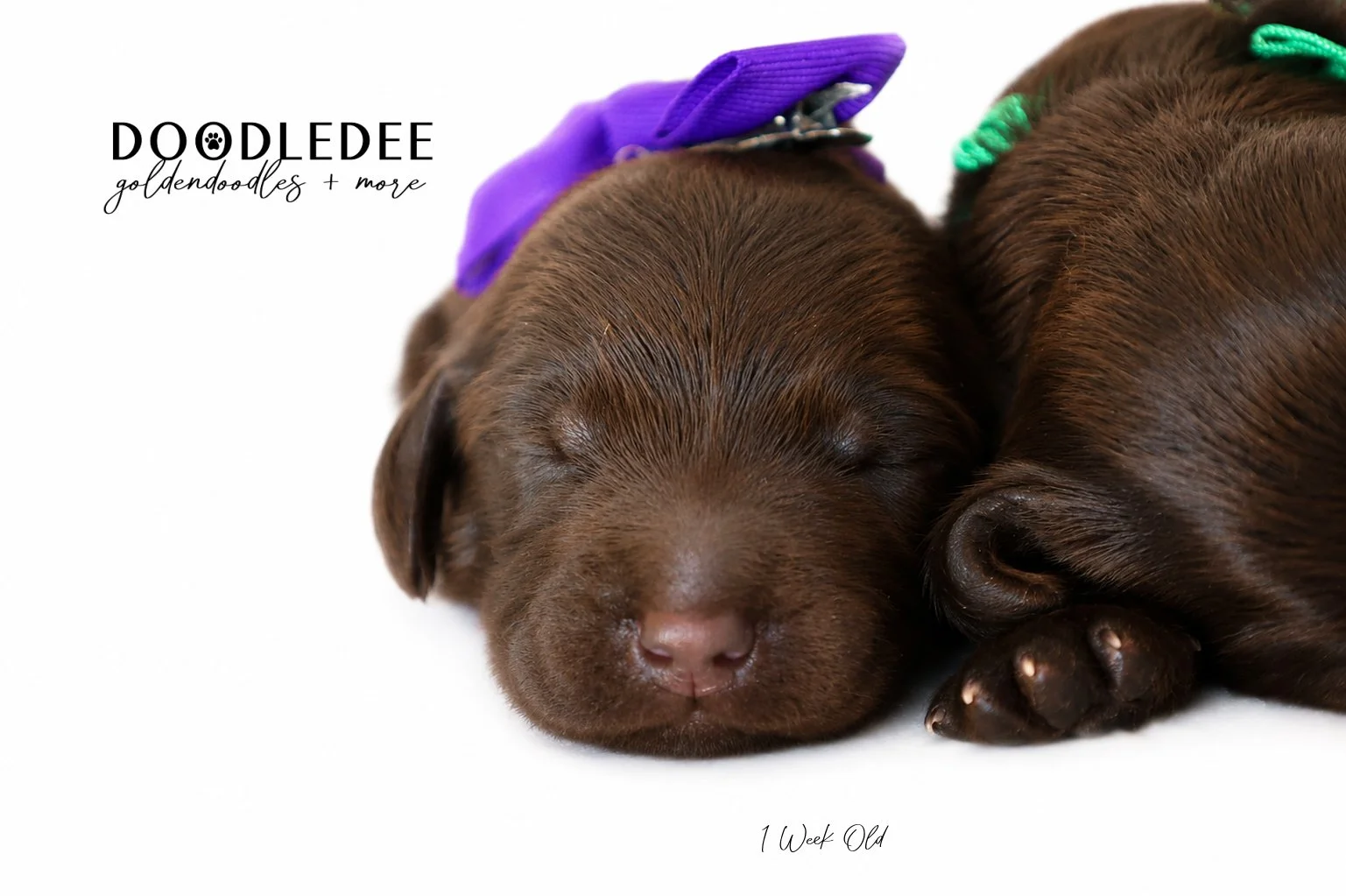 Medium English Goldendoodles, Standard English Goldendoodles