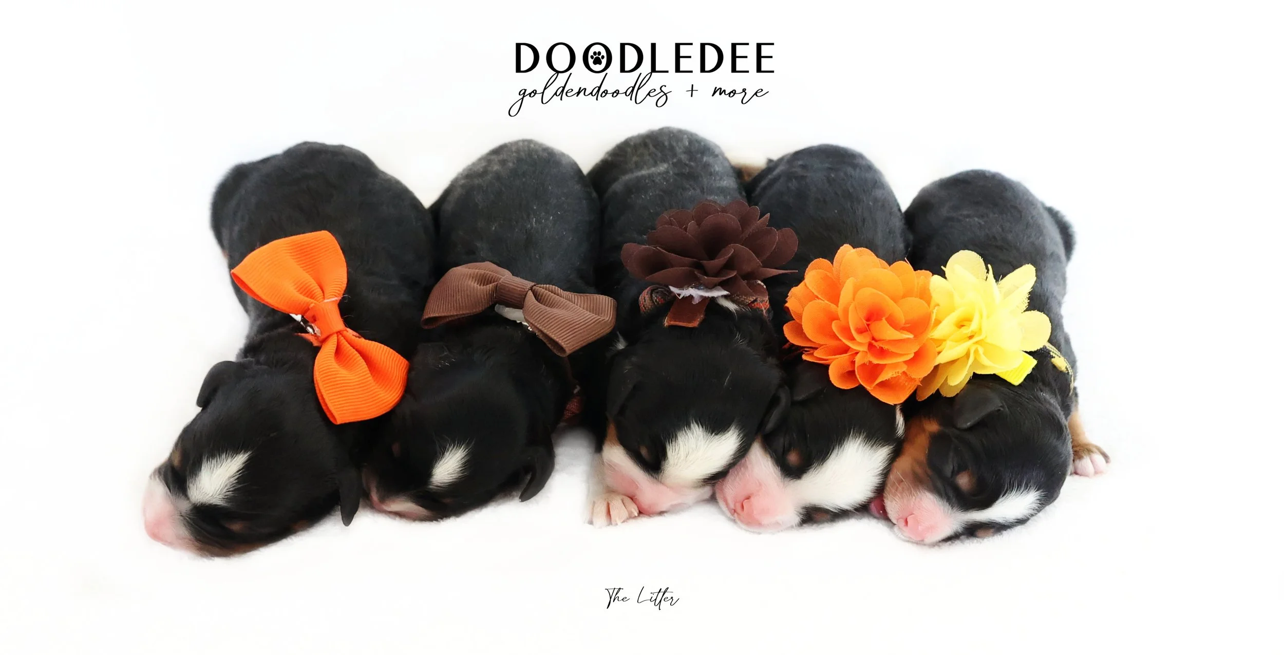 Mini Bernedoodle Puppies