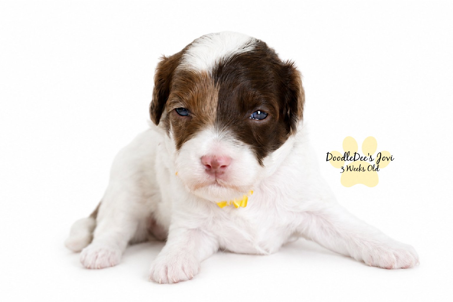 Micro Mini English Goldendoodle