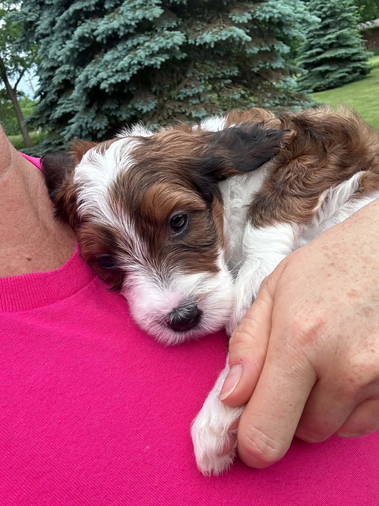 Sable Bernedoodle- Buttons 5 Weeks Old