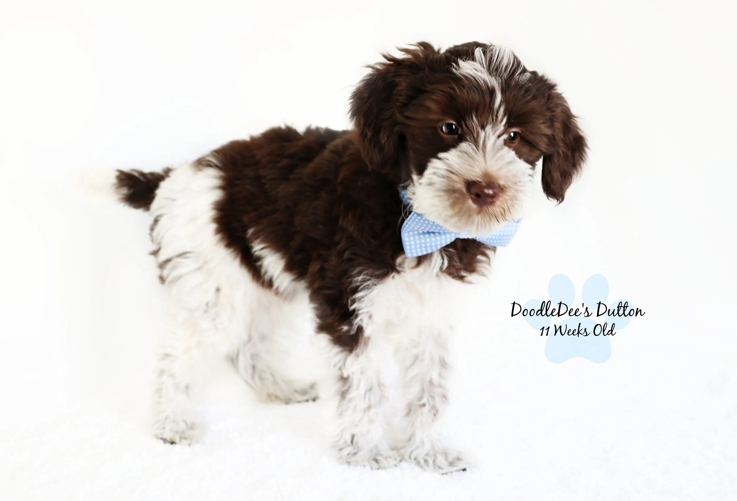 Chocolate Roan English Goldendoodle Stud