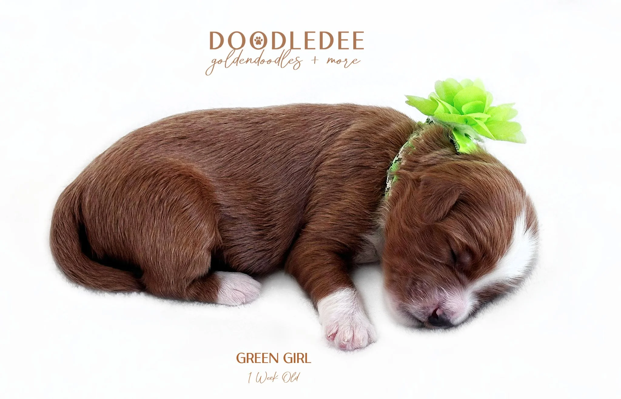 English Goldendoodle Puppies